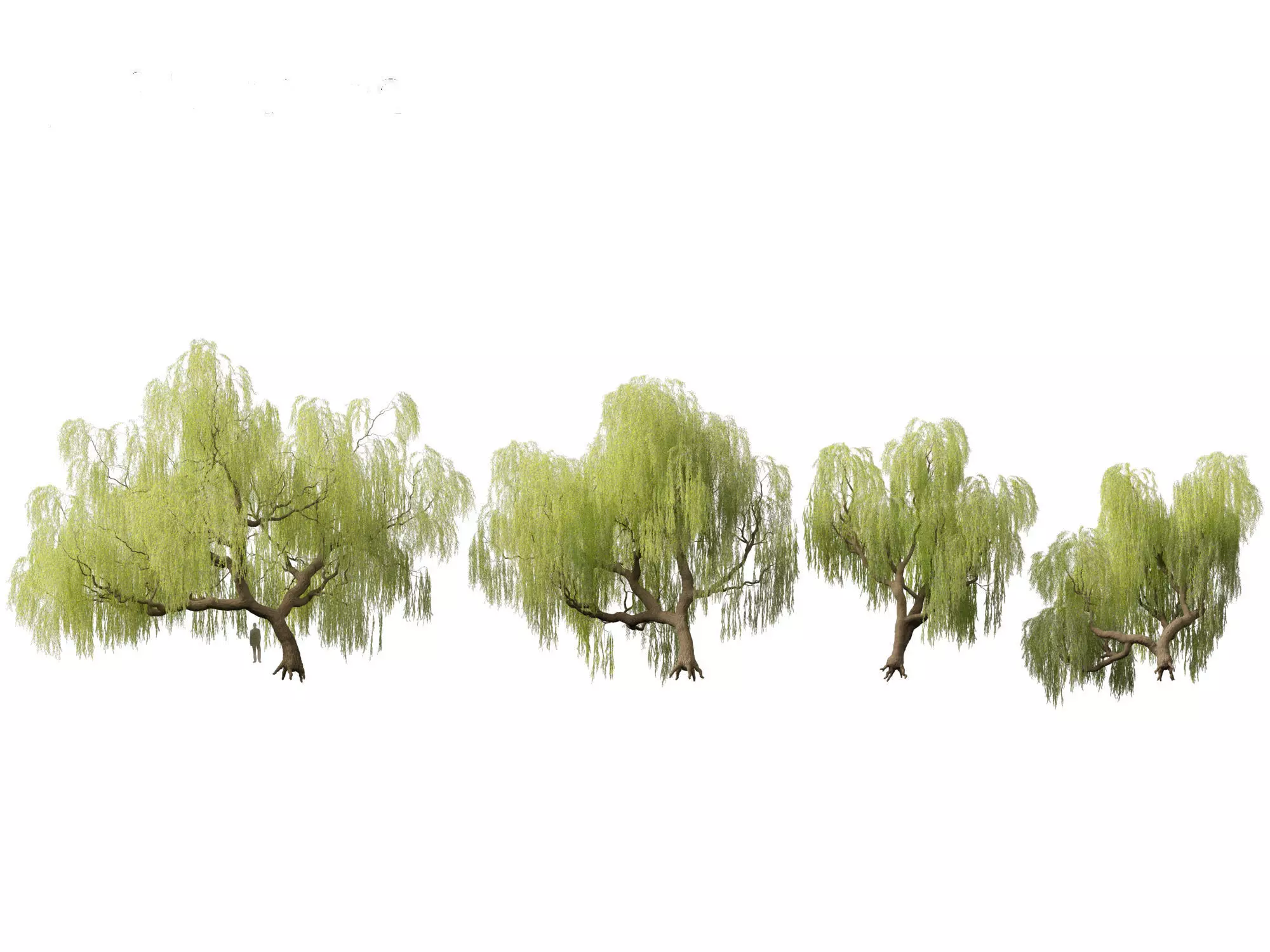 Salix babylonica - Weeping willow 05 3D model_0