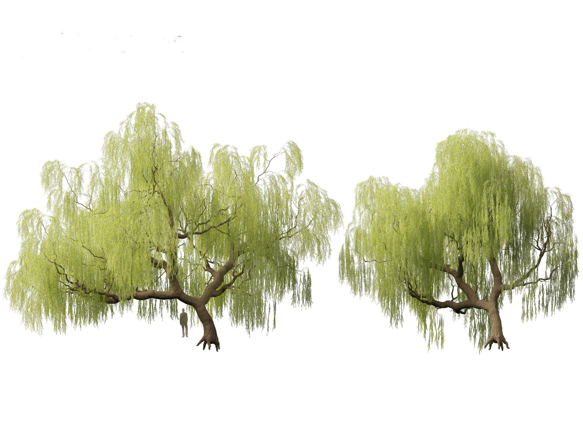 Salix babylonica - Weeping willow 05 3D model_2