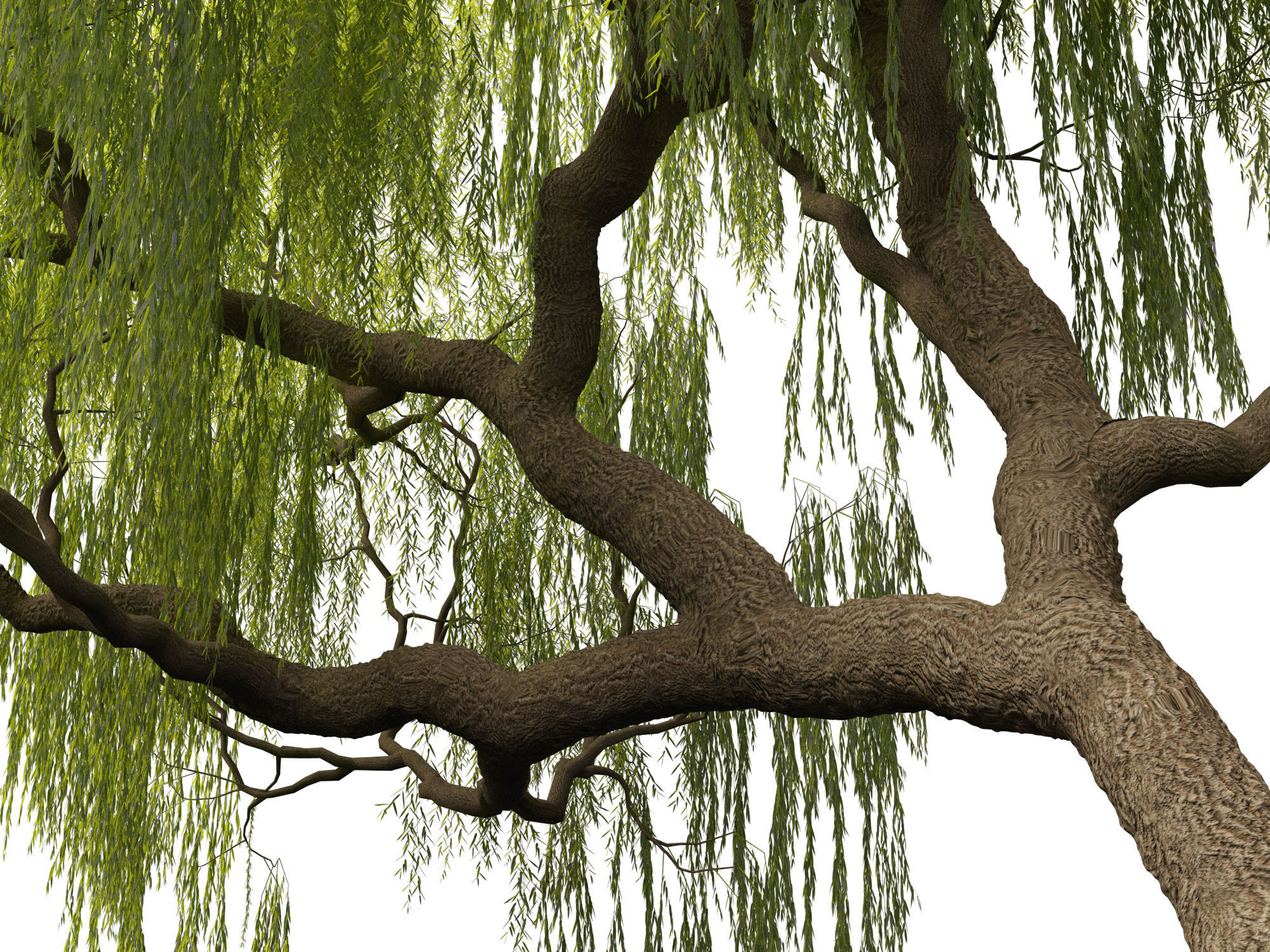 Salix babylonica - Weeping willow 05 3D model_6