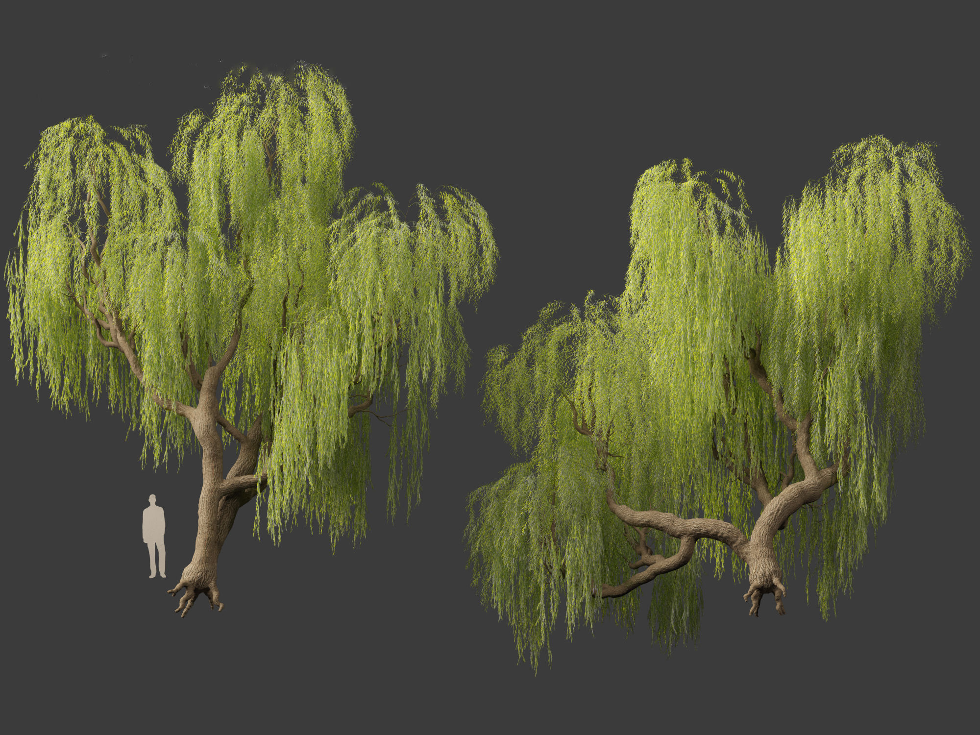 Salix babylonica - Weeping willow 05 3D model_5