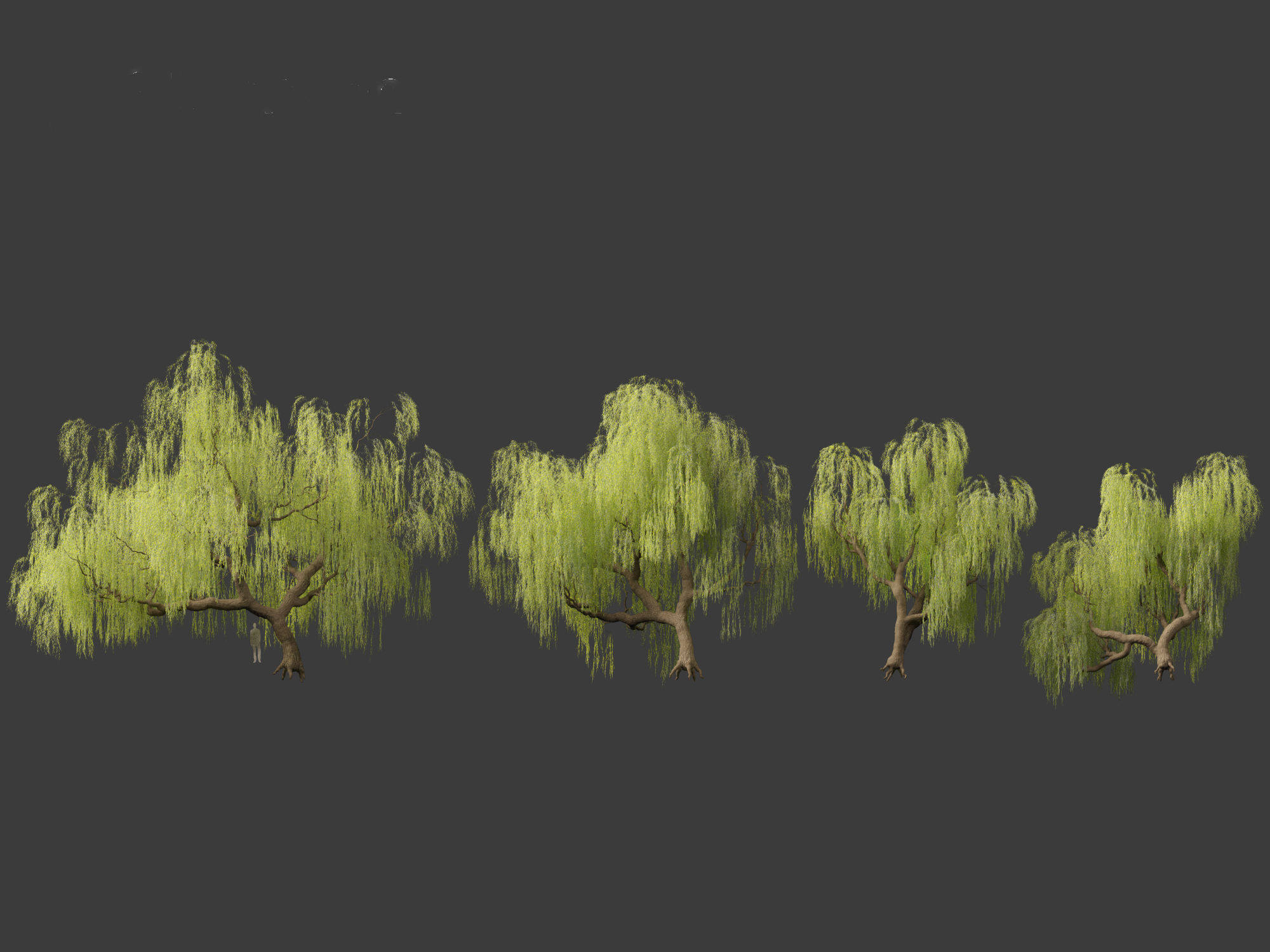 Salix babylonica - Weeping willow 05 3D model_1
