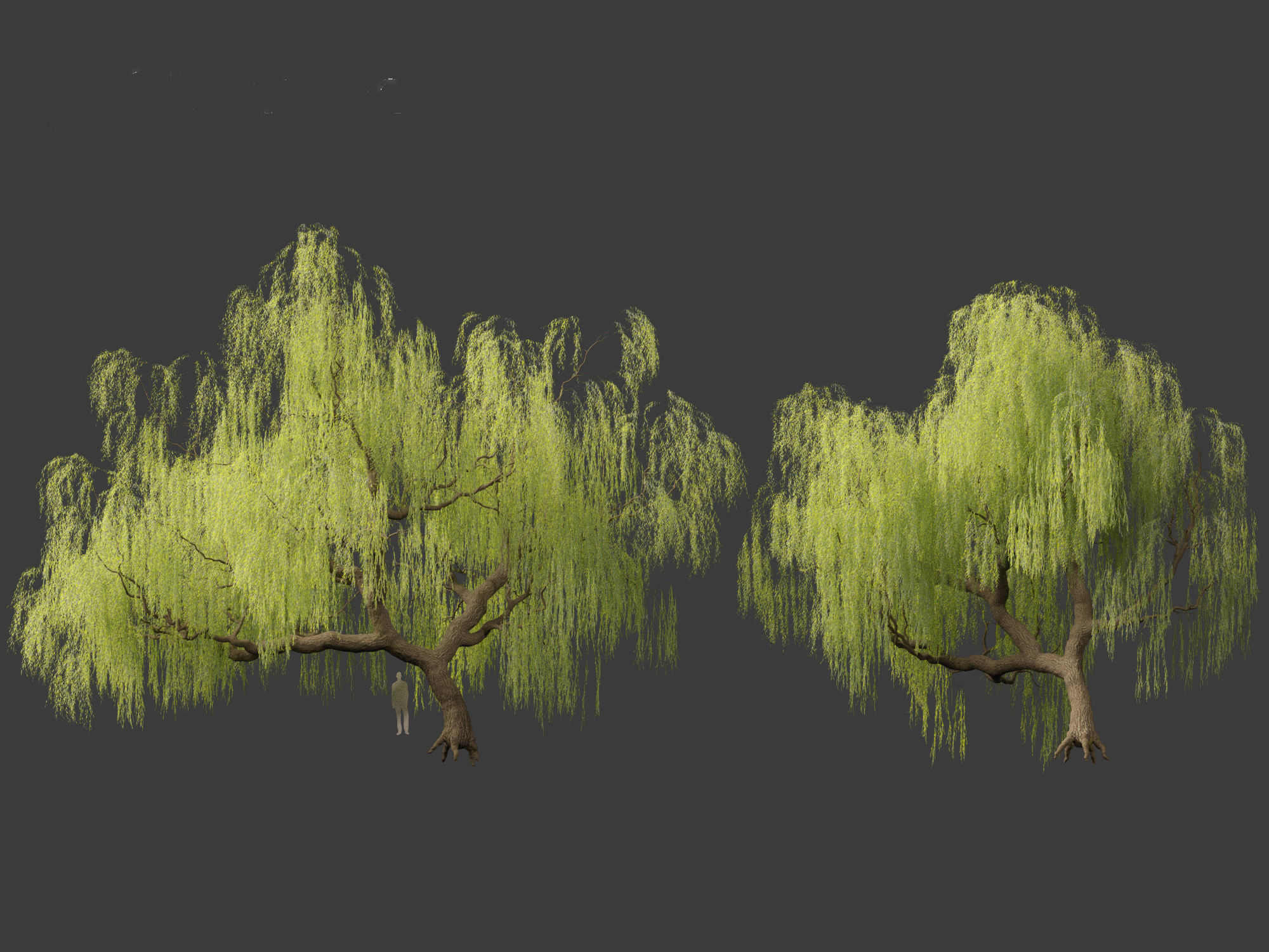 Salix babylonica - Weeping willow 05 3D model_3