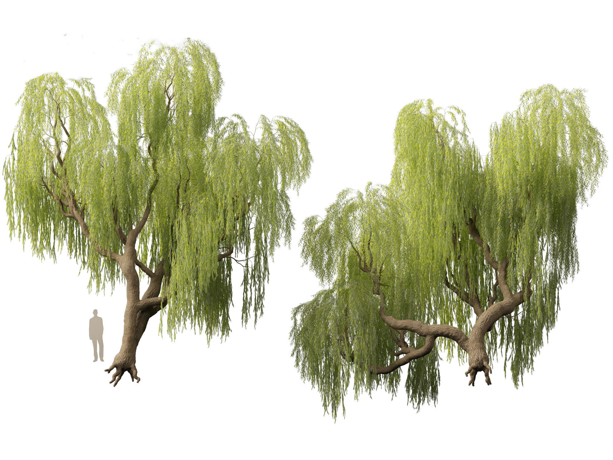 Salix babylonica - Weeping willow 05 3D model_4
