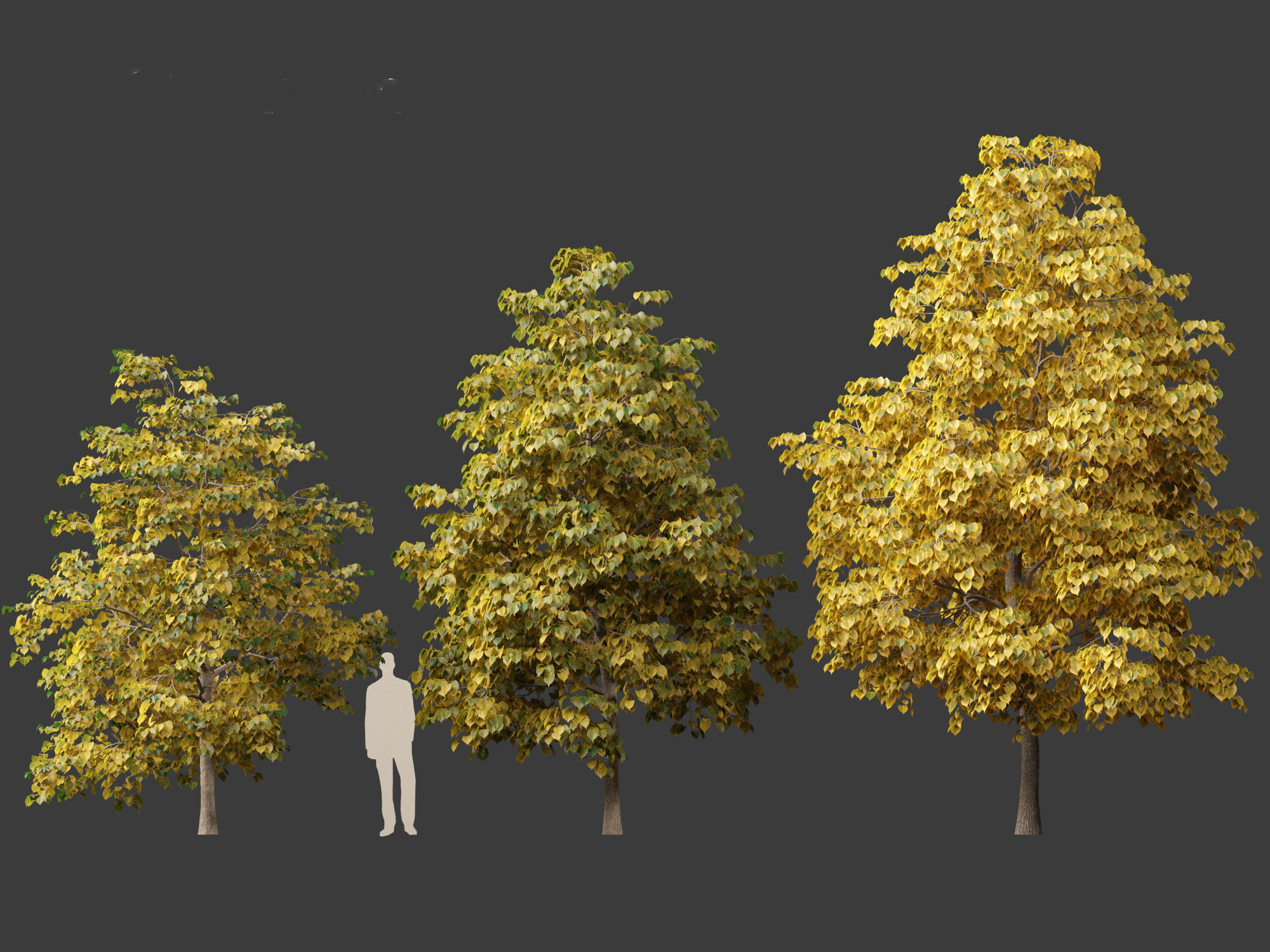 Tilia europaea - The common lime 02 3D model_4