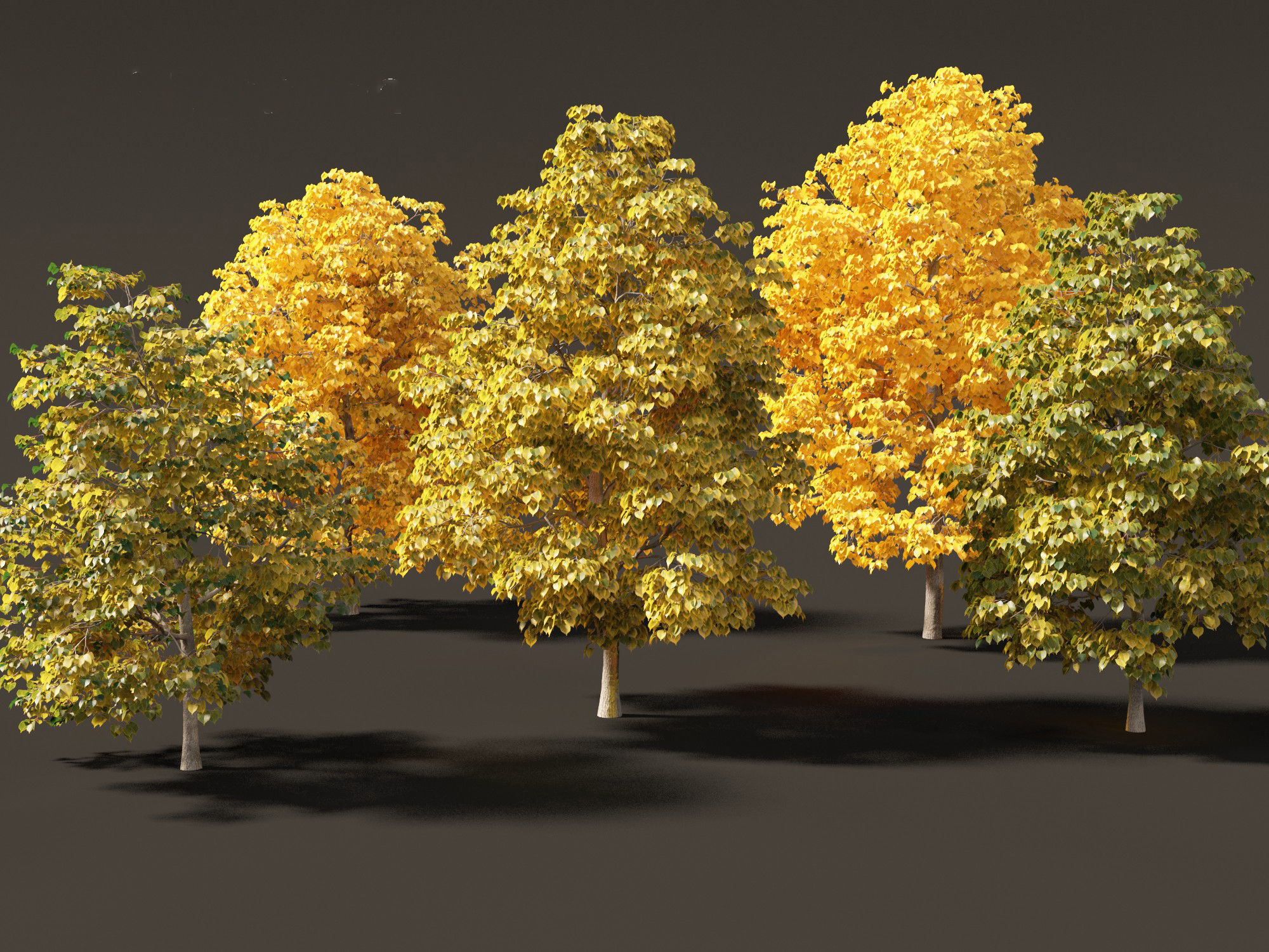 Tilia europaea - The common lime 02 3D model_1