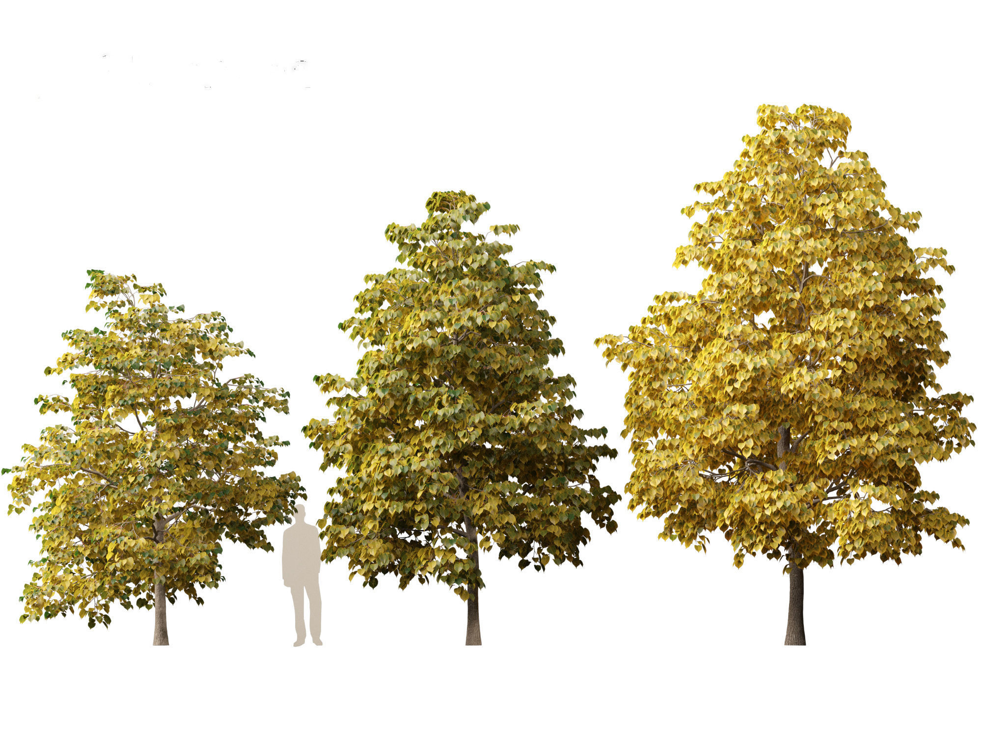 Tilia europaea - The common lime 02 3D model_5
