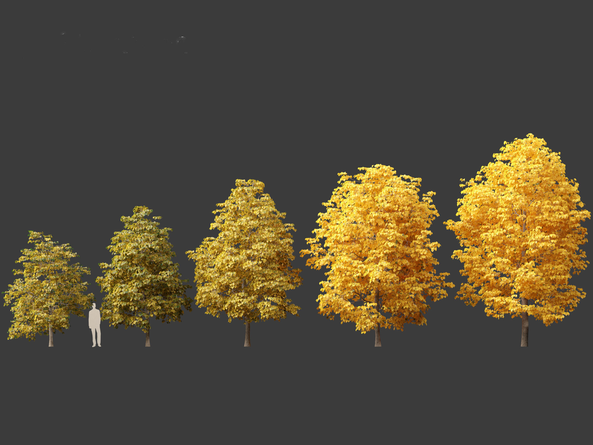 Tilia europaea - The common lime 02 3D model_3