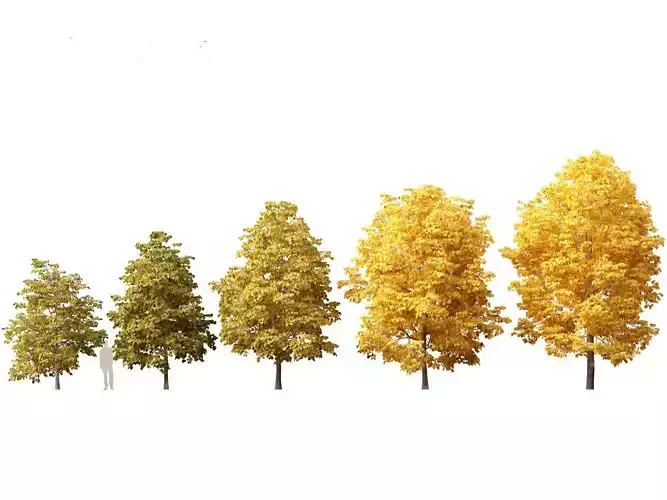 Tilia europaea - The common lime 02