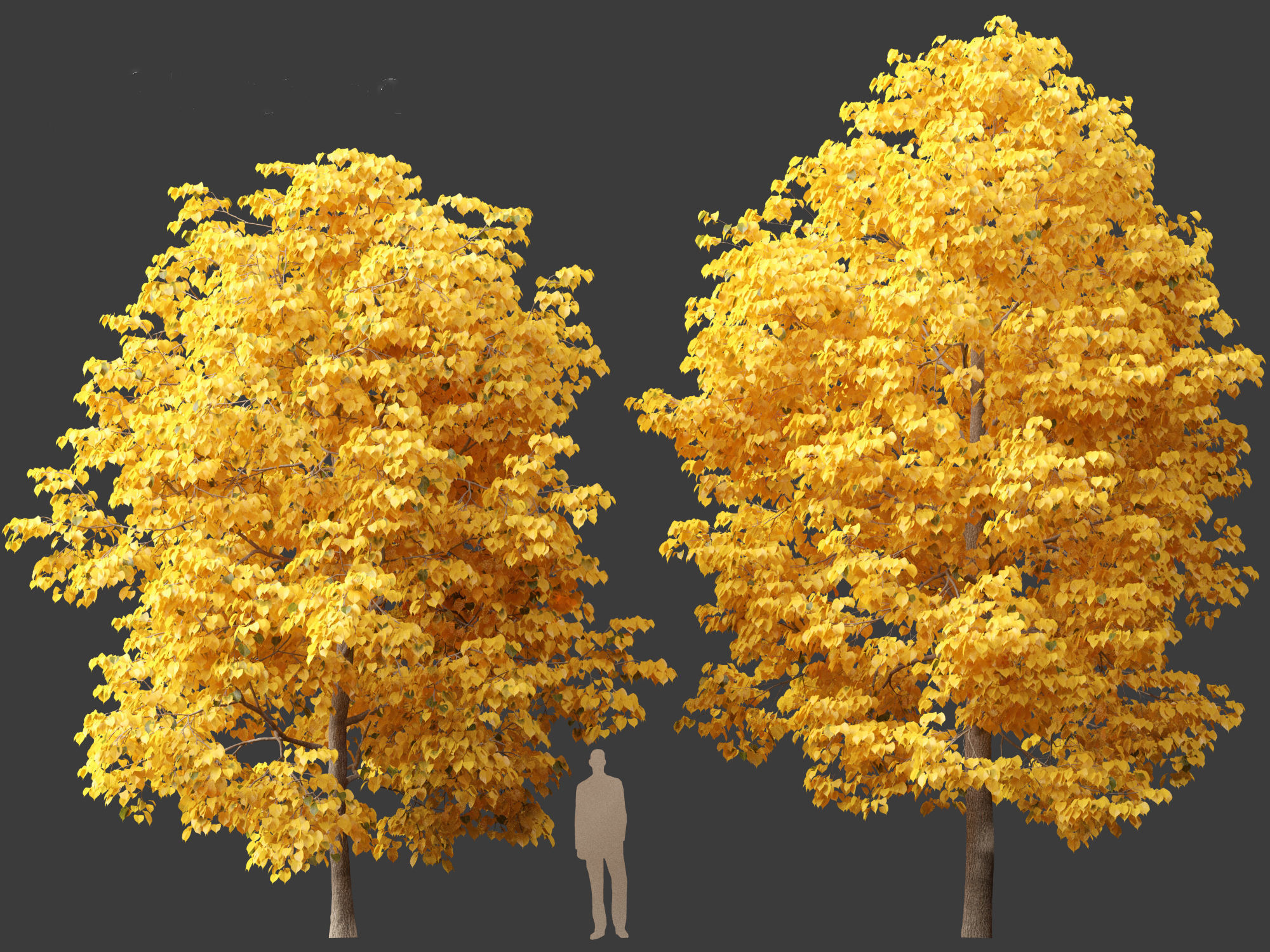 Tilia europaea - The common lime 02 3D model_6