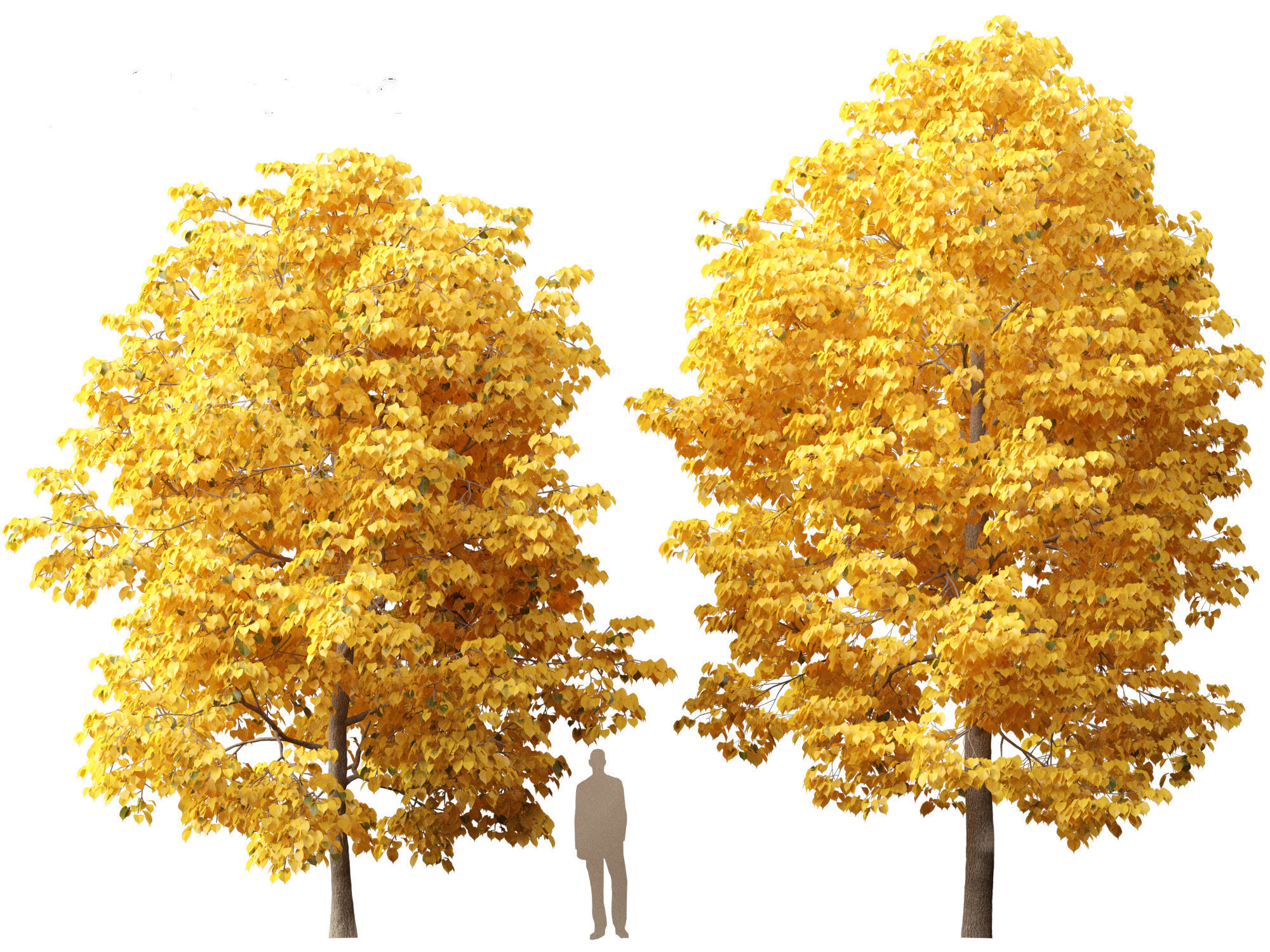 Tilia europaea - The common lime 02 3D model_2