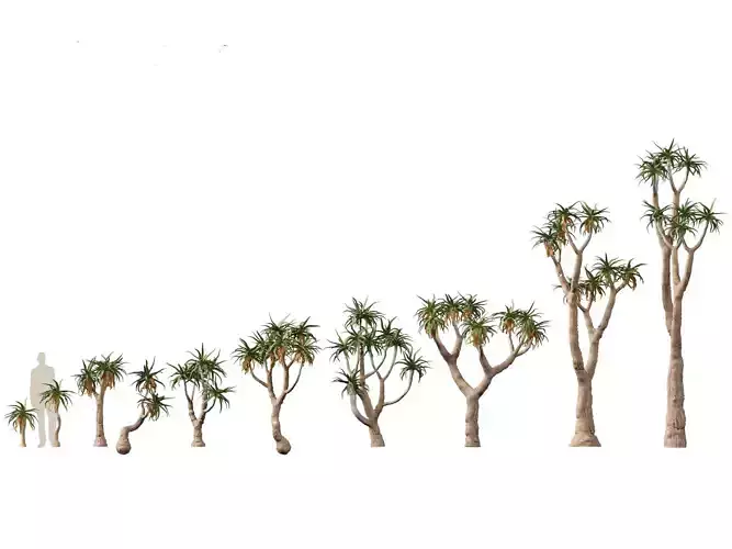 Aloe pillansii - Bastard quiver tree 3D model