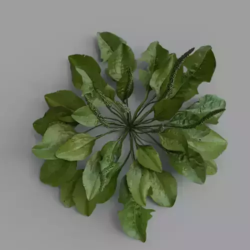 Highly detailed Plantago Maior 3D