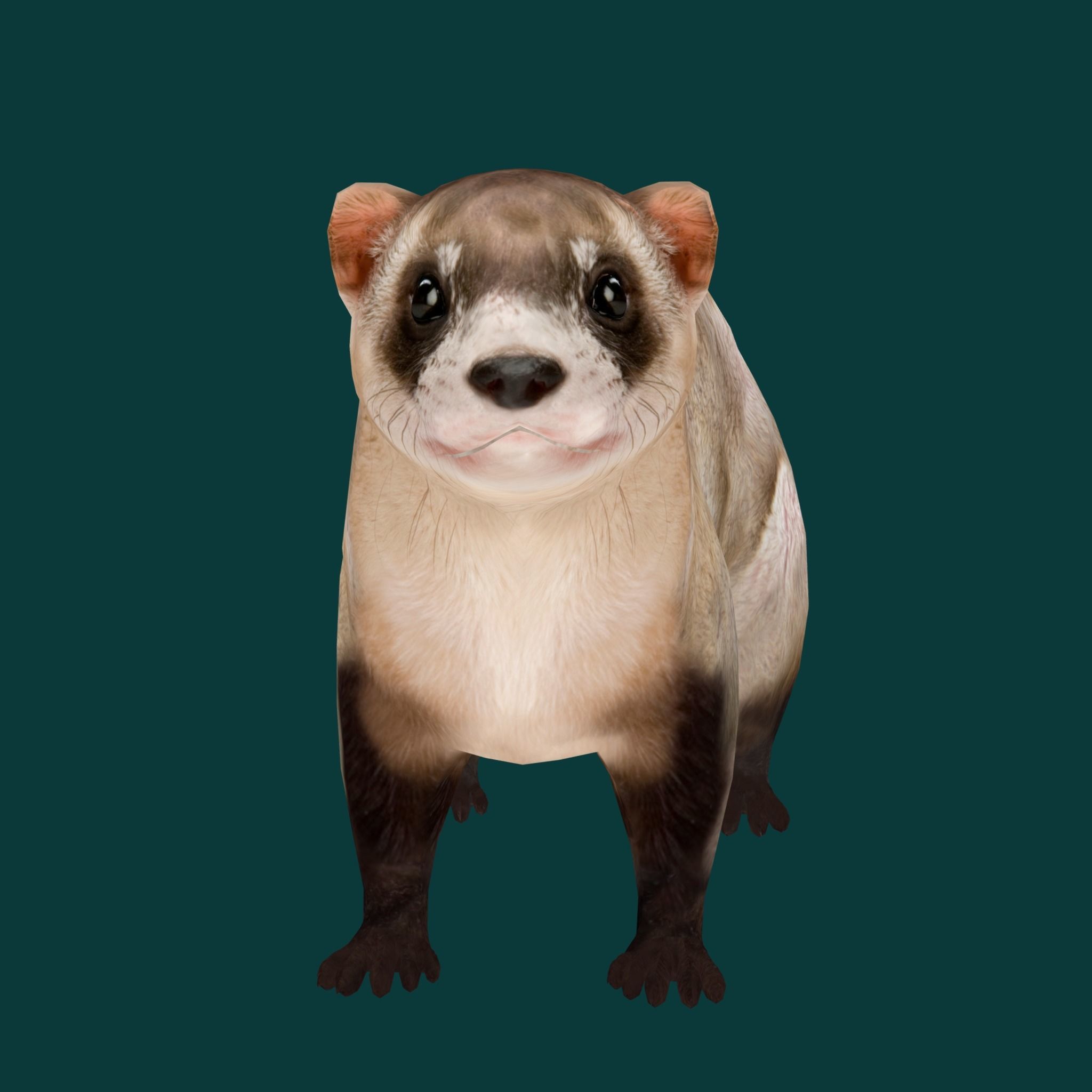 Black-Footed Ferret Animal Low-poly 3D model_15