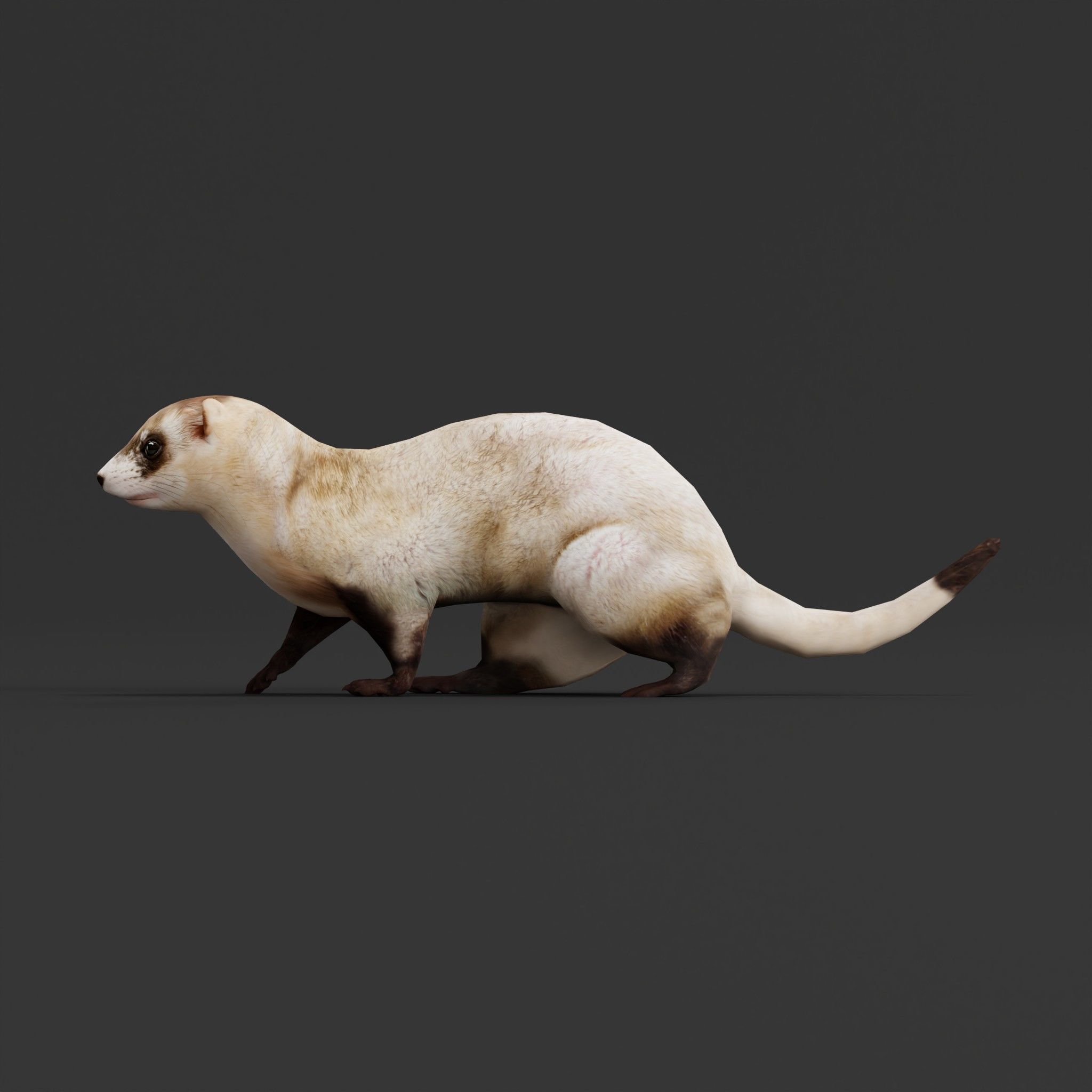 Black-Footed Ferret Animal Low-poly 3D model_6