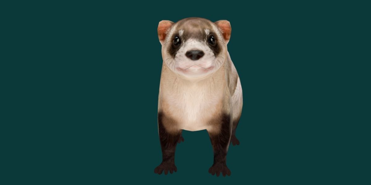 Black-Footed Ferret Animal Low-poly 3D model_23