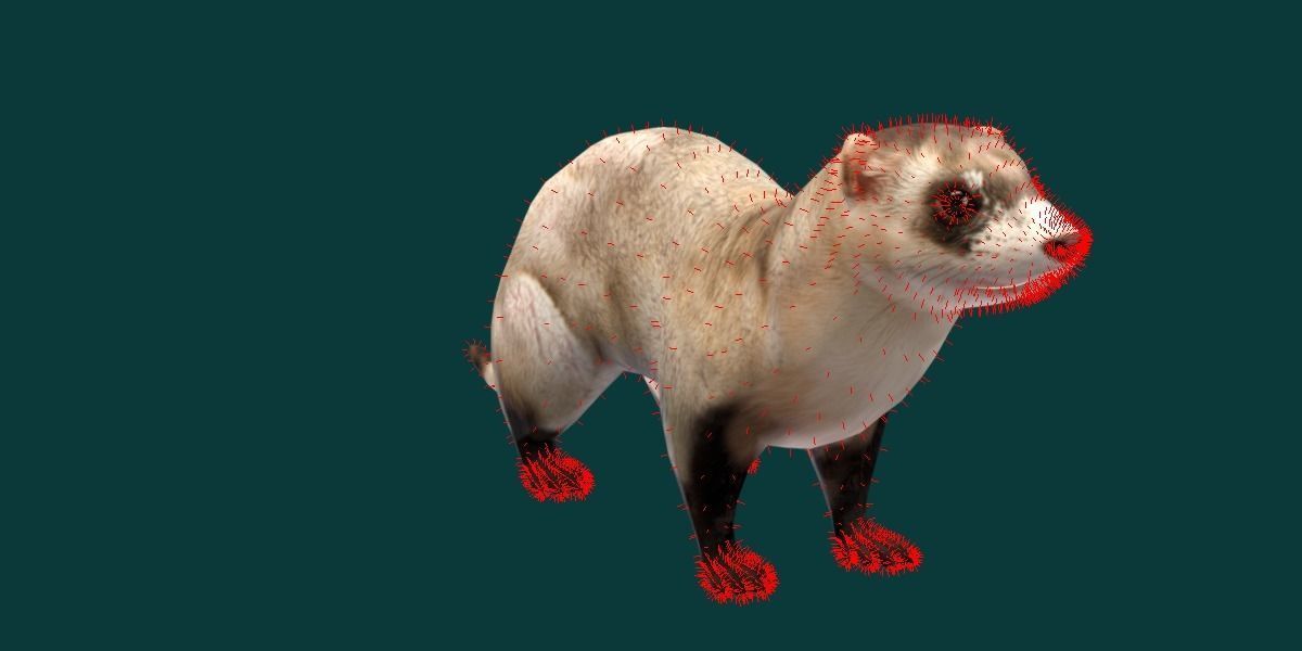 Black-Footed Ferret Animal Low-poly 3D model_12