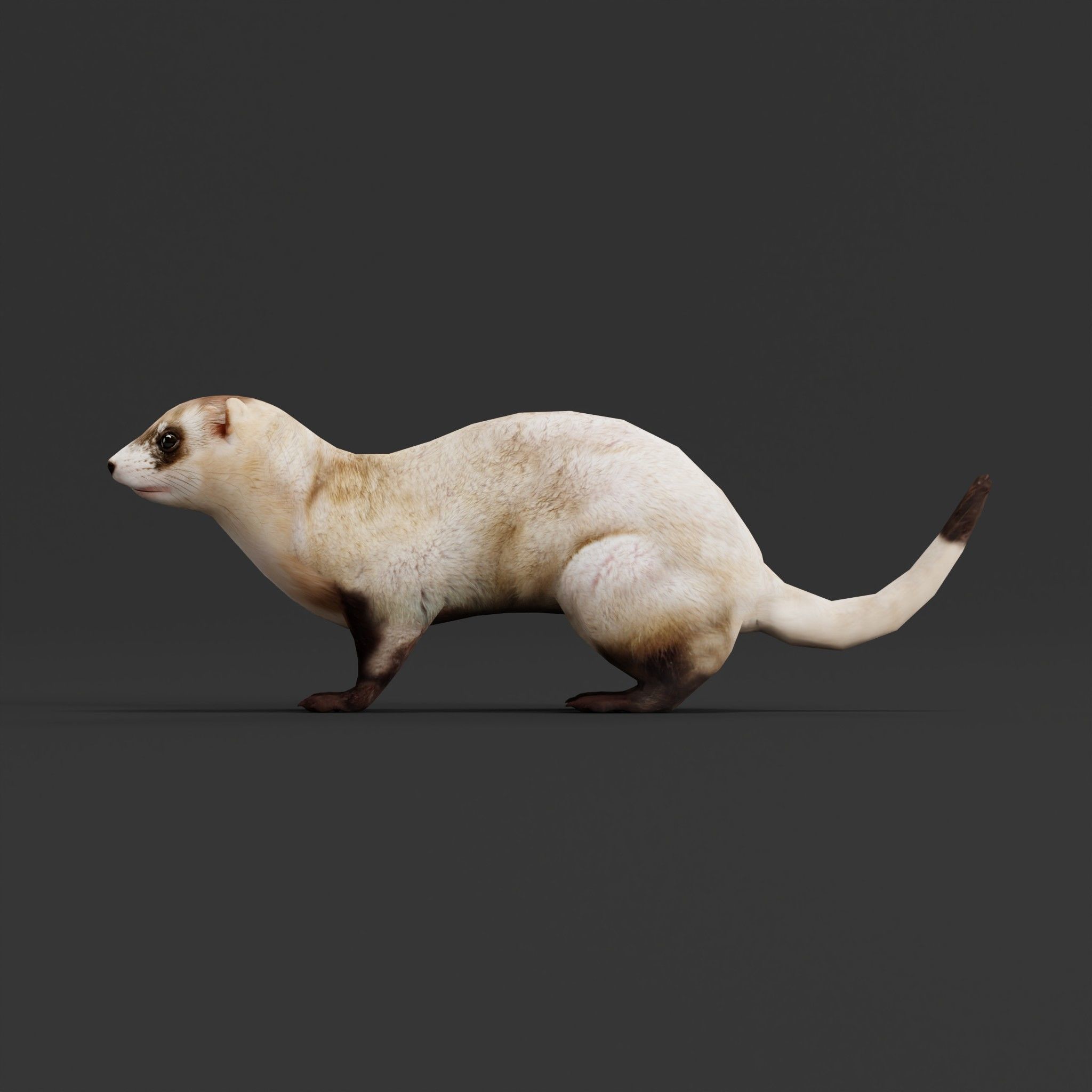 Black-Footed Ferret Animal Low-poly 3D model_4