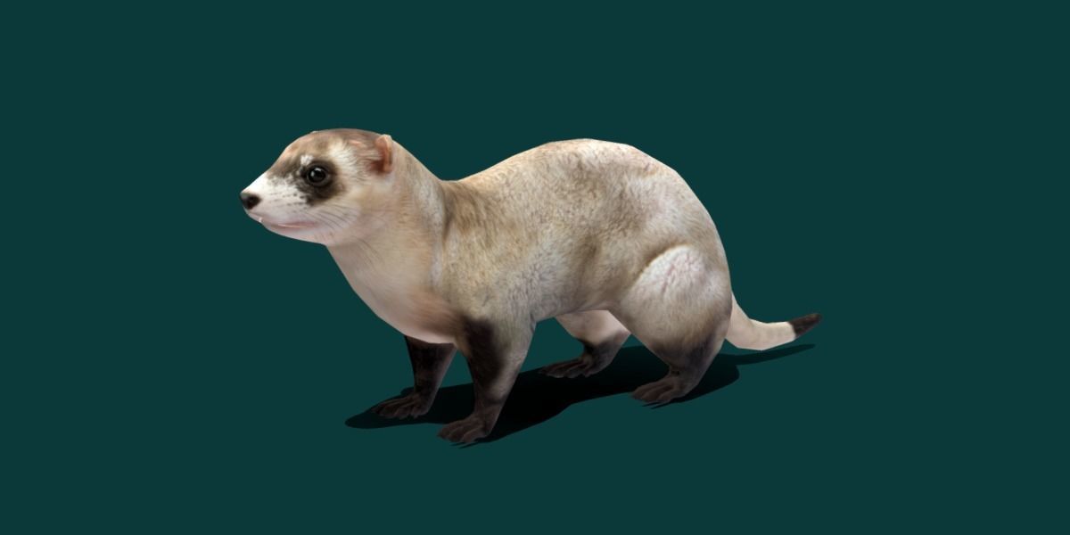 Black-Footed Ferret Animal Low-poly 3D model_7