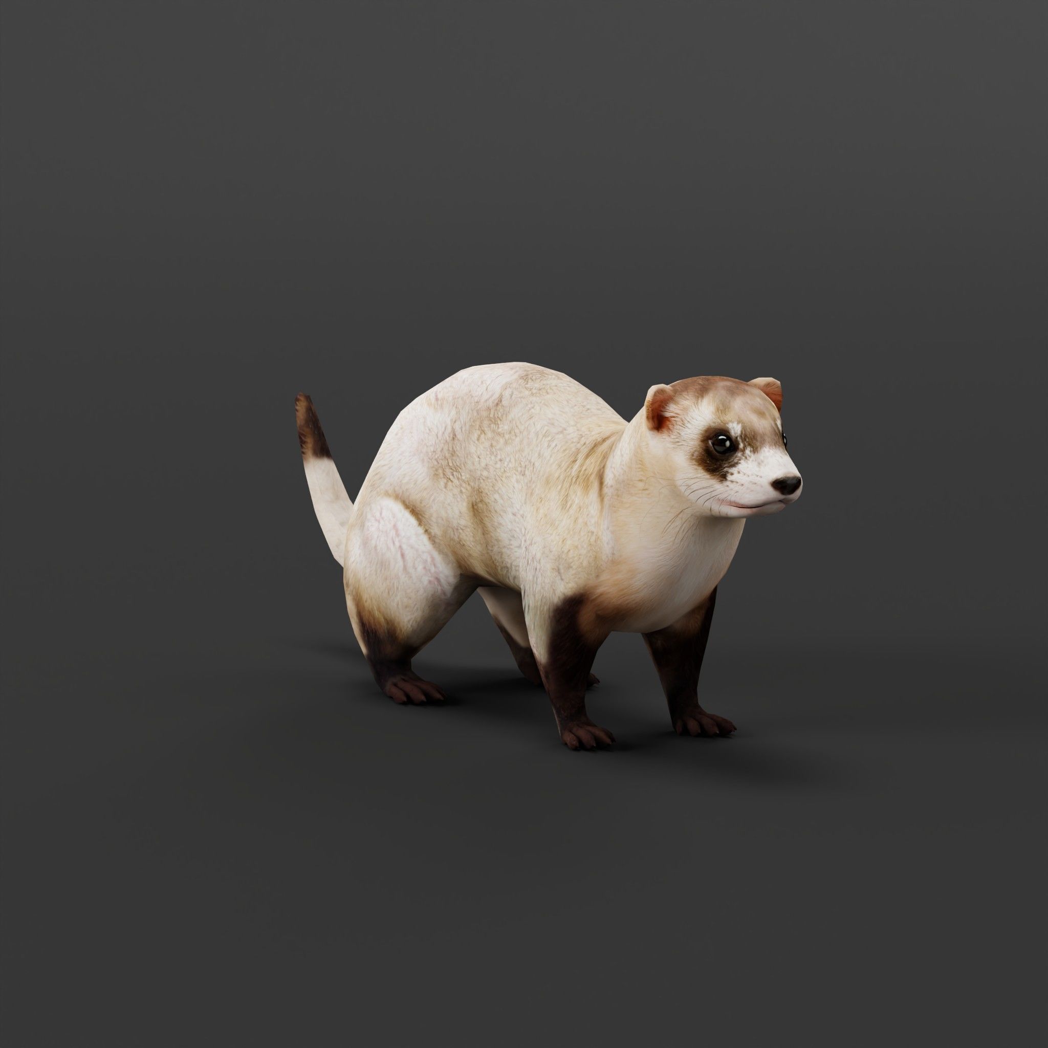 Black-Footed Ferret Animal Low-poly 3D model_2