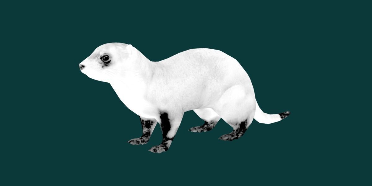 Black-Footed Ferret Animal Low-poly 3D model_26