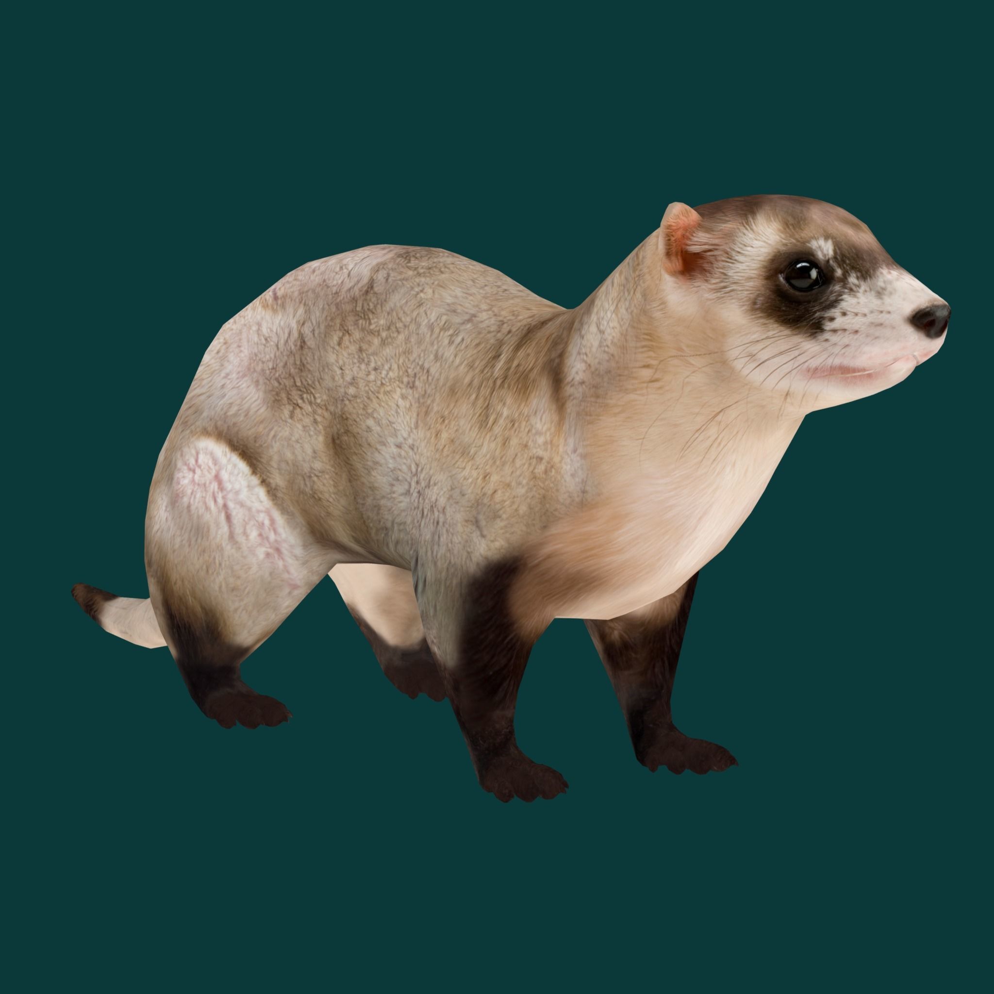 Black-Footed Ferret Animal Low-poly 3D model_16