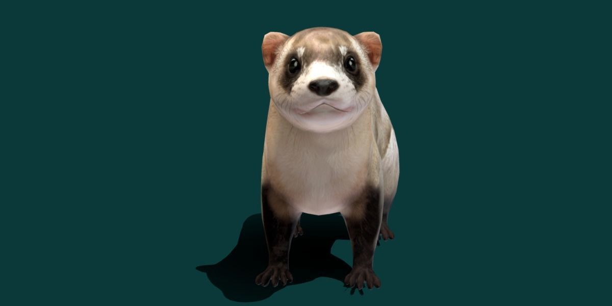 Black-Footed Ferret Animal Low-poly 3D model_27