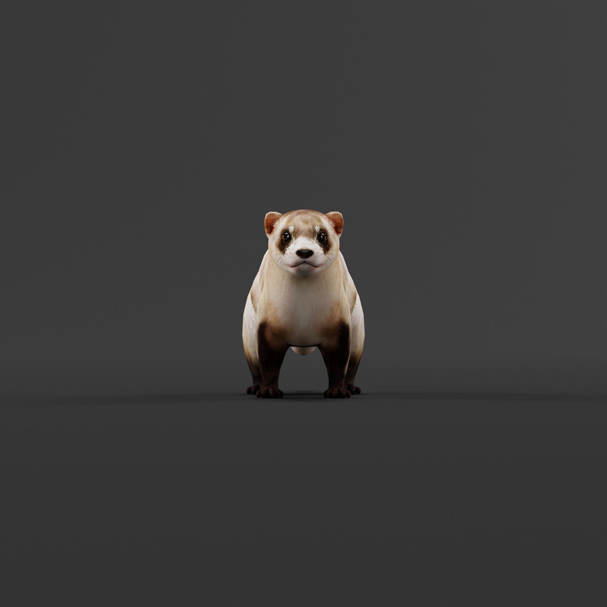 Black-Footed Ferret Animal Low-poly 3D model_3