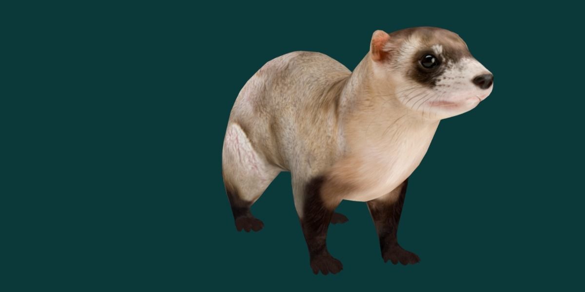 Black-Footed Ferret Animal Low-poly 3D model_24