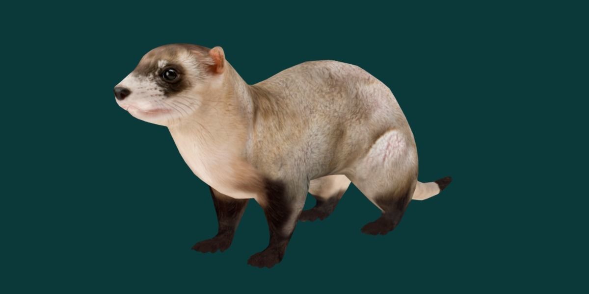 Black-Footed Ferret Animal Low-poly 3D model_21