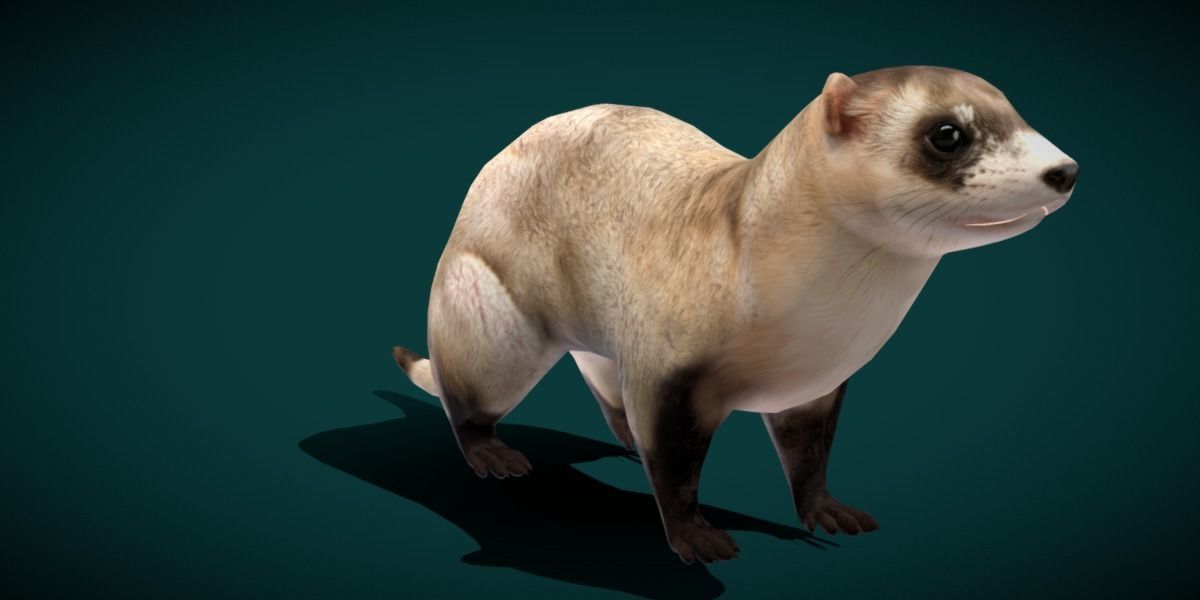 Black-Footed Ferret Animal Low-poly 3D model_17