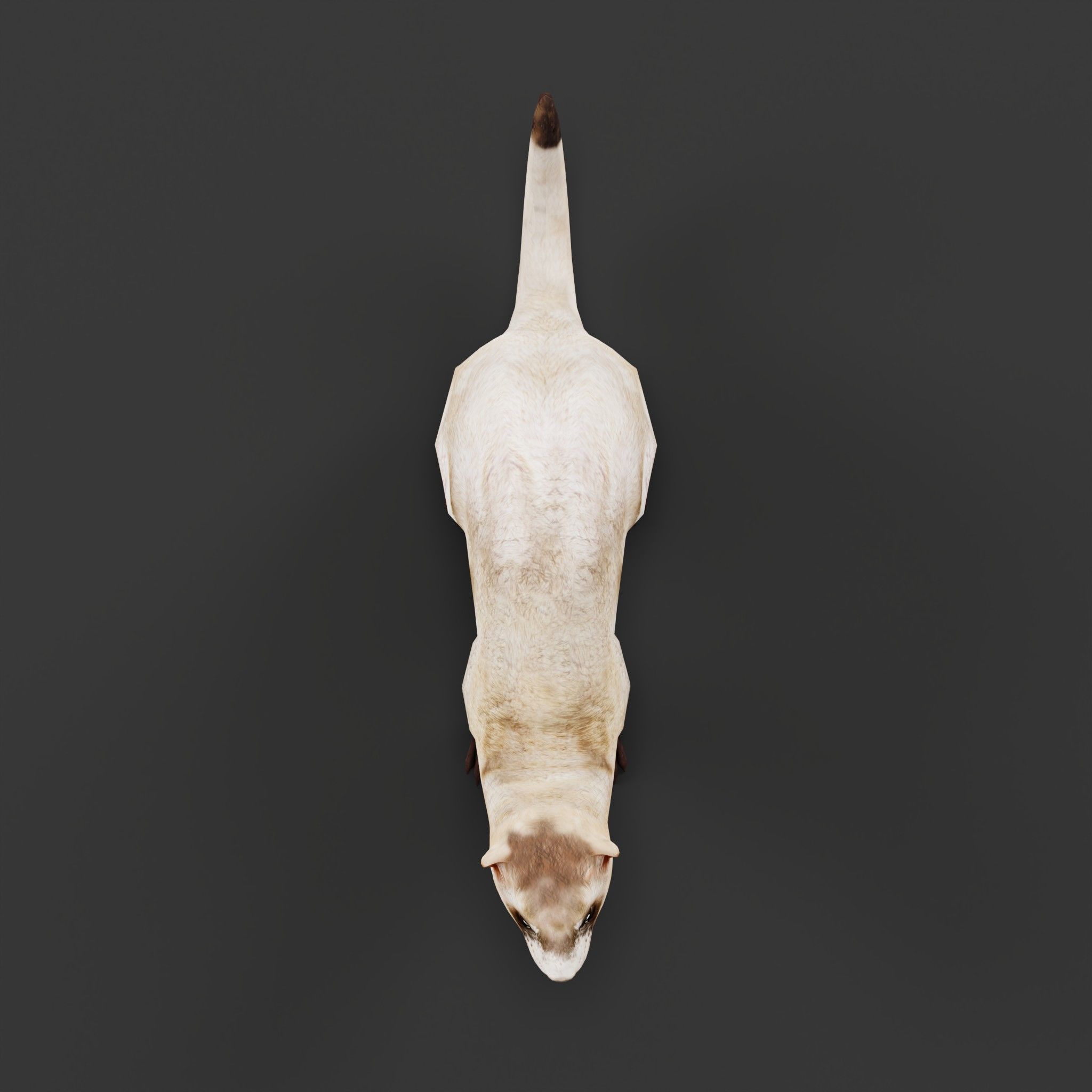 Black-Footed Ferret Animal Low-poly 3D model_5