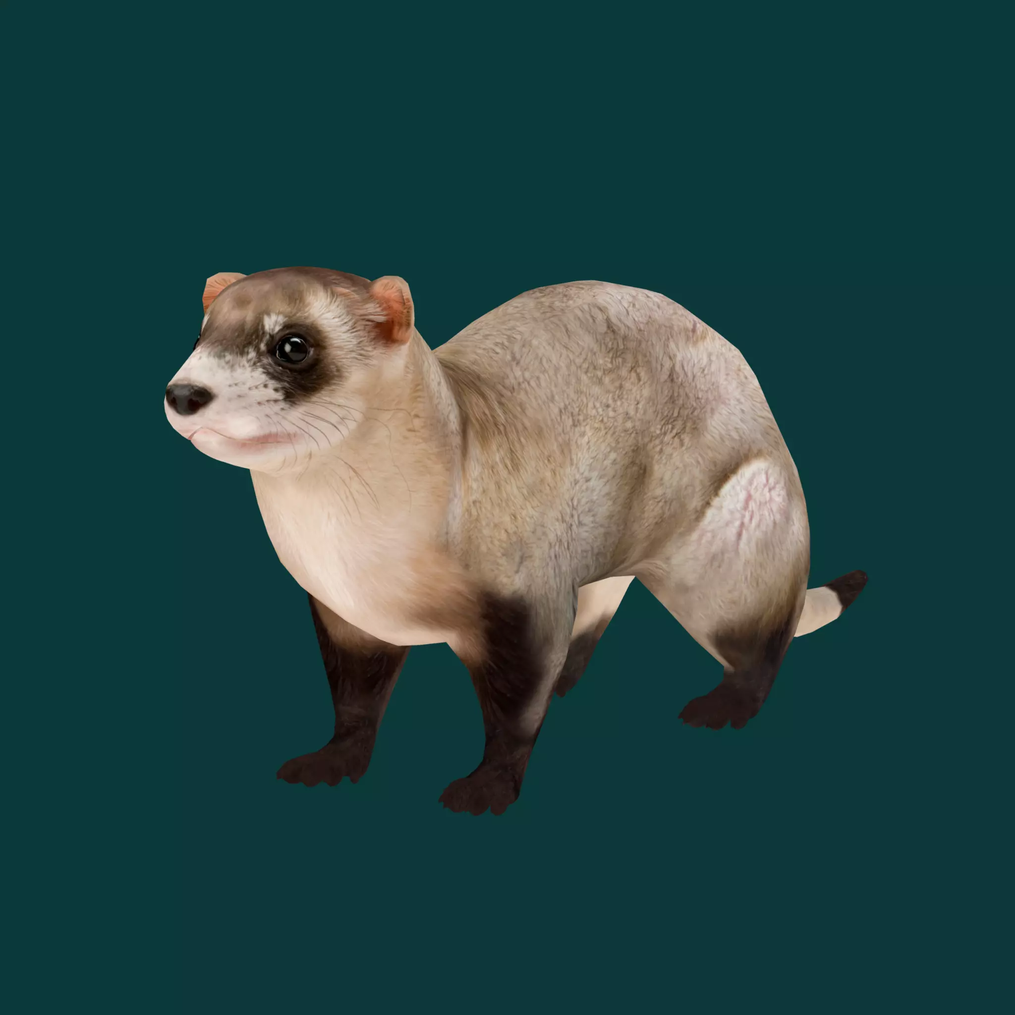 Black-Footed Ferret Animal Low-poly 3D model_0