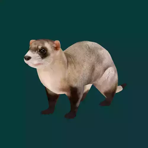 Black-Footed Ferret Animal Low-poly 3D model