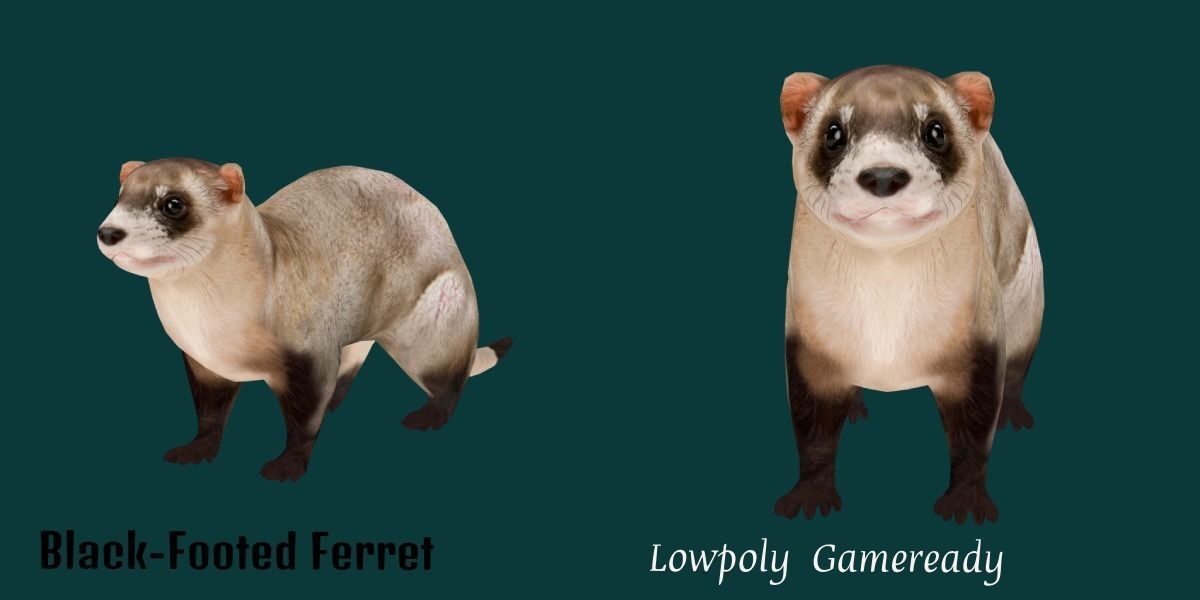 Black-Footed Ferret Animal Low-poly 3D model_22
