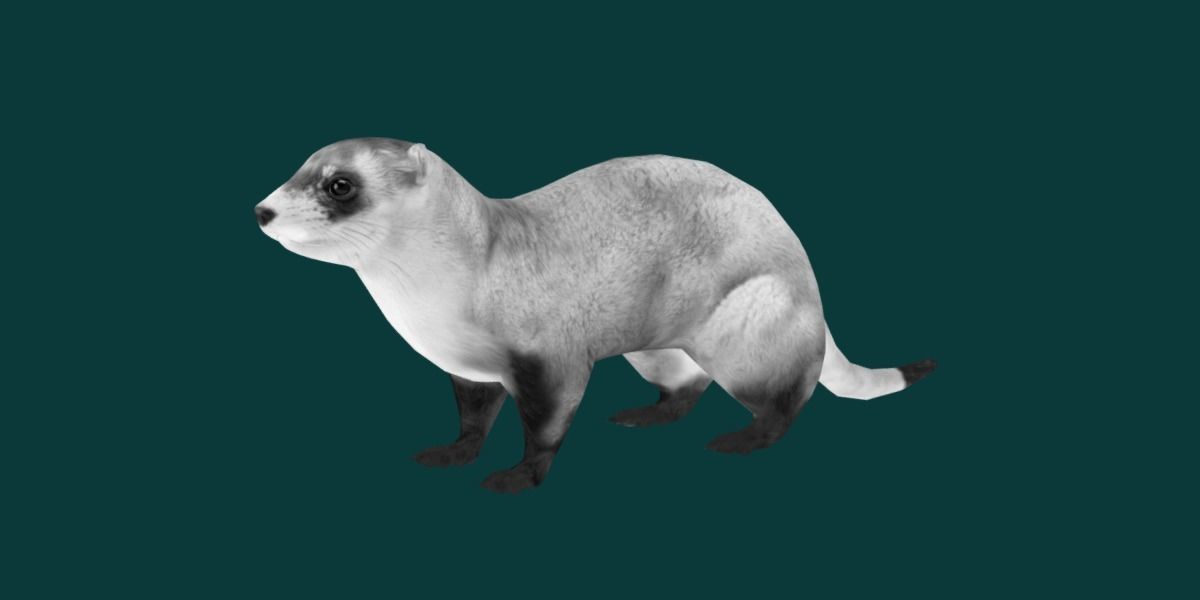 Black-Footed Ferret Animal Low-poly 3D model_8
