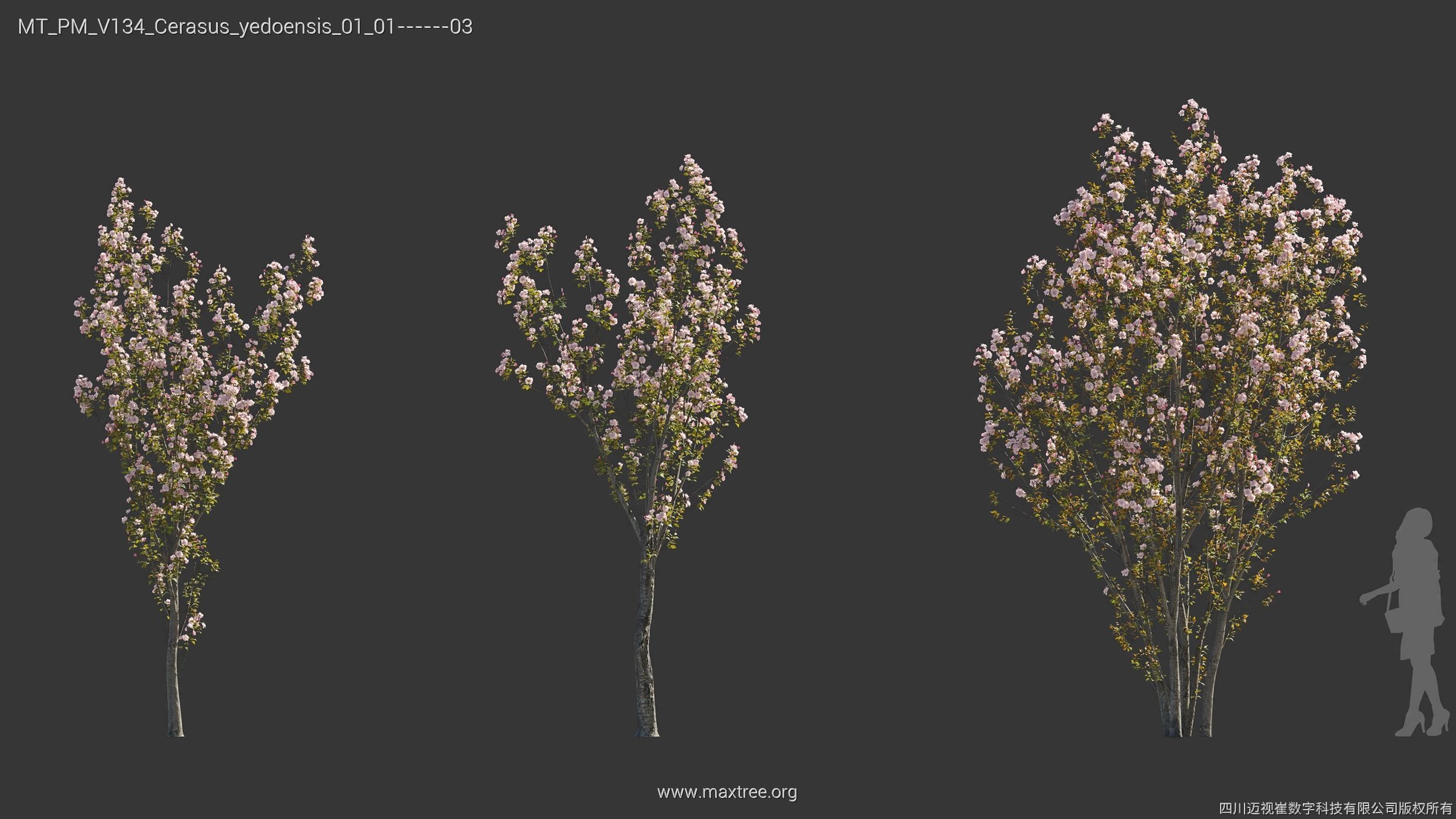 Maxtree Plant Models Vol 134 - Mesh 3D model_13