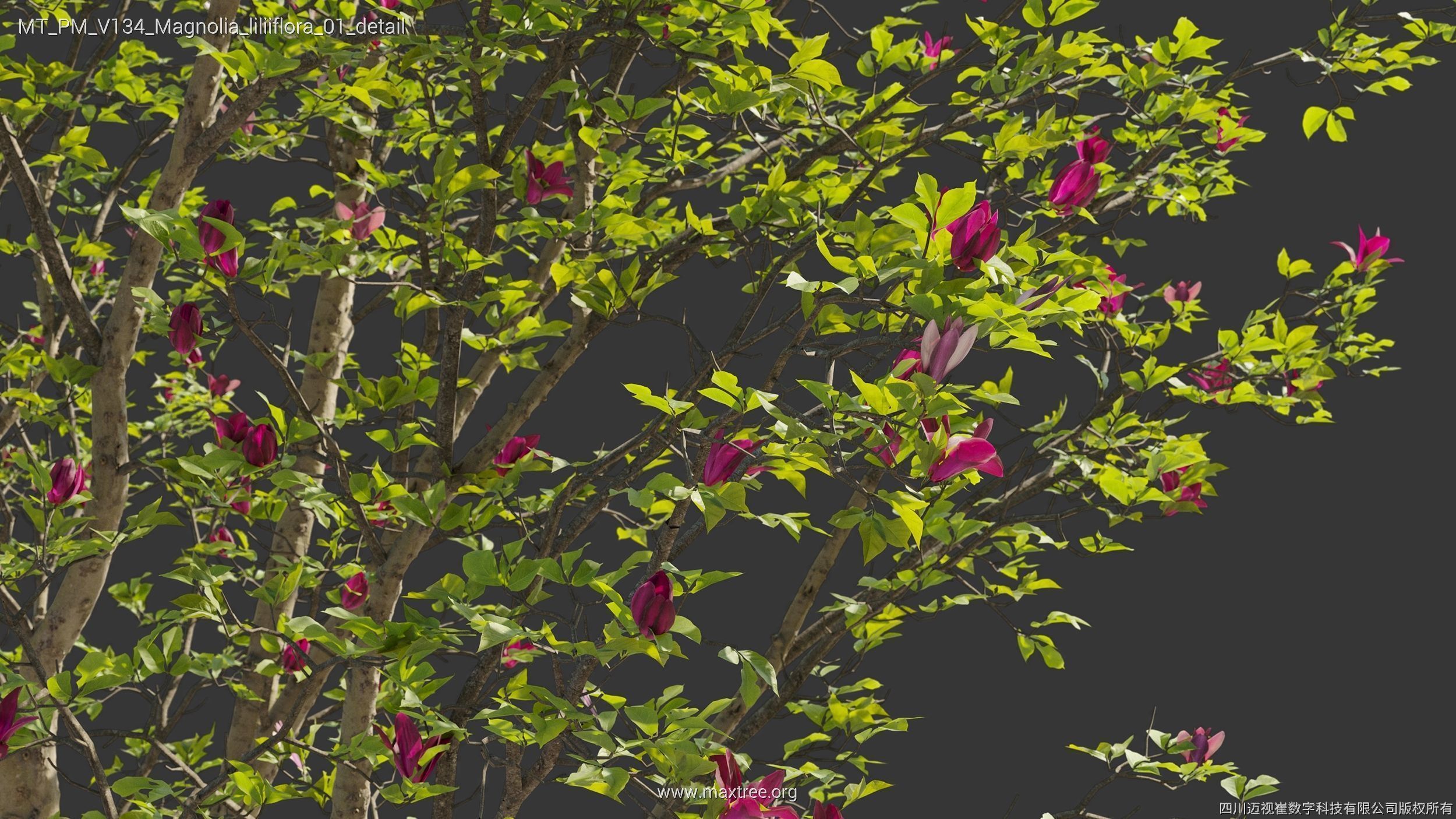 Maxtree Plant Models Vol 134 - Mesh 3D model_21