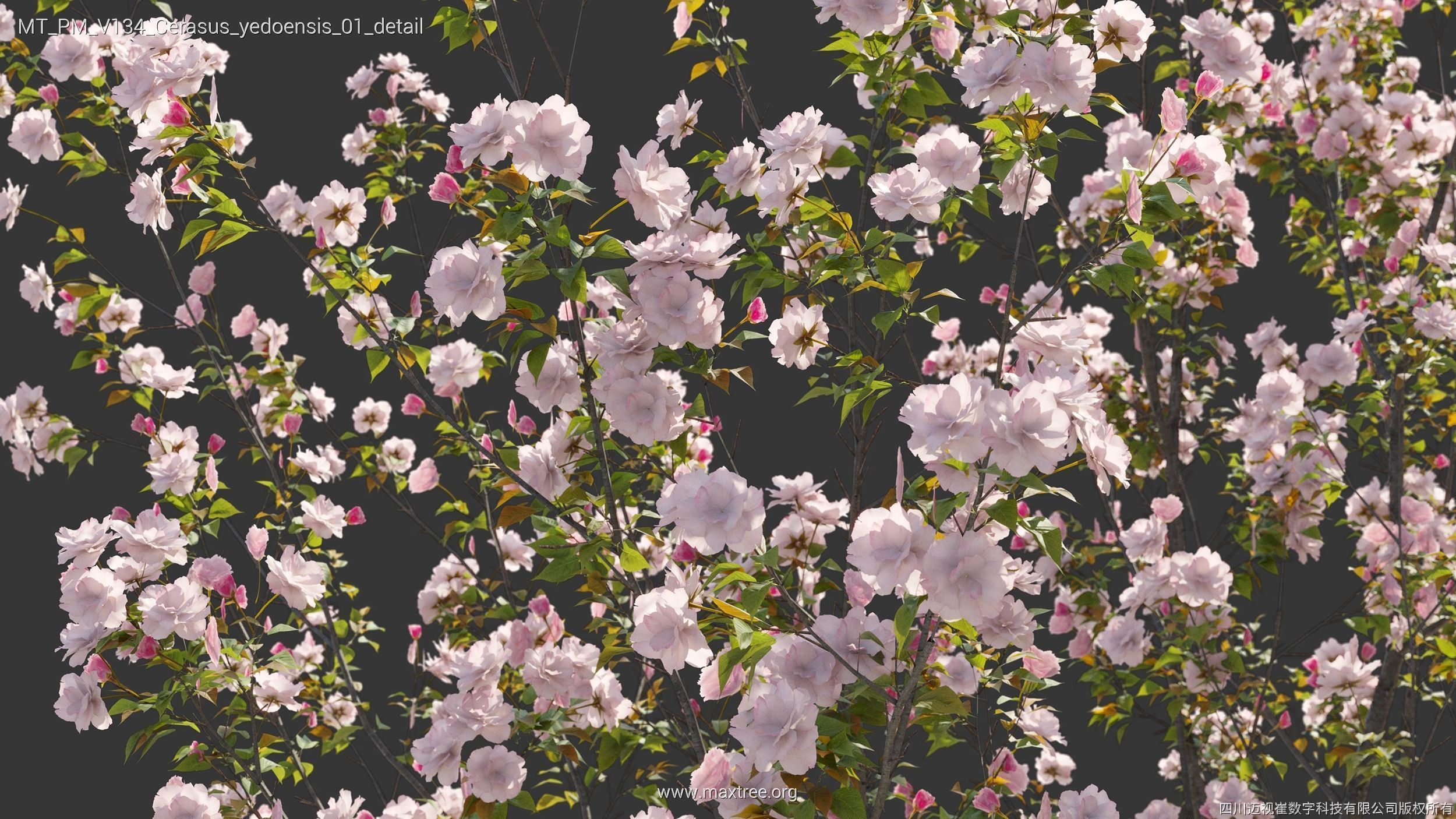 Maxtree Plant Models Vol 134 - Mesh 3D model_15