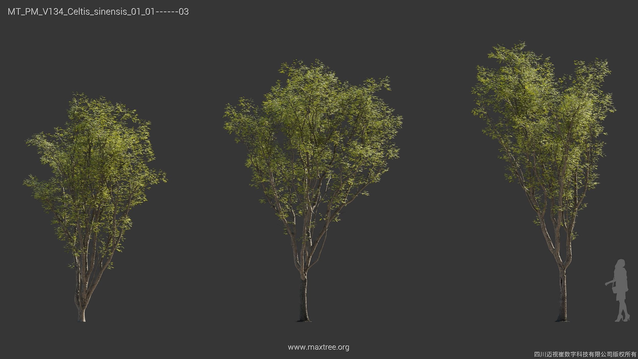 Maxtree Plant Models Vol 134 - Mesh 3D model_10