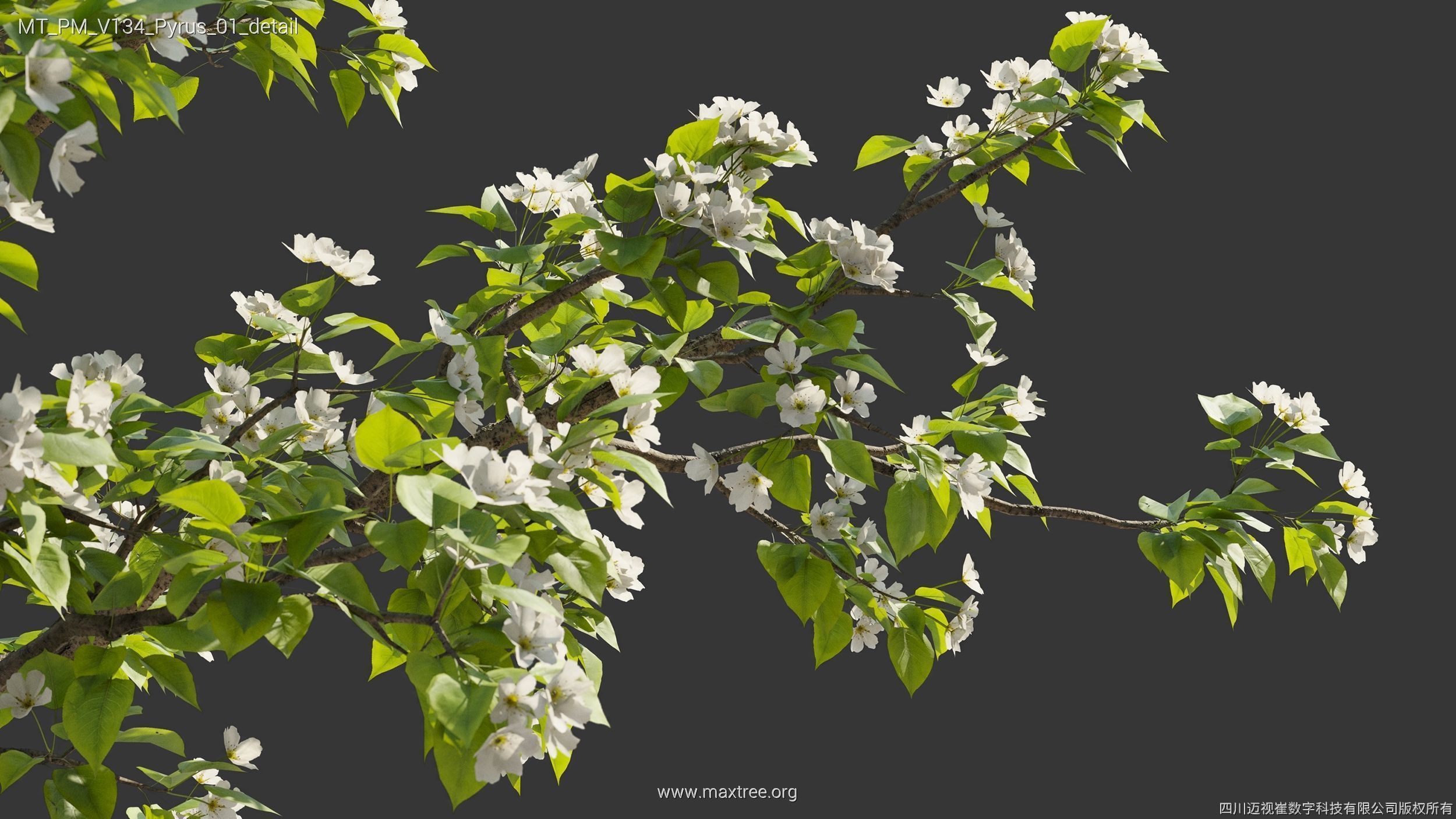 Maxtree Plant Models Vol 134 - Mesh 3D model_39