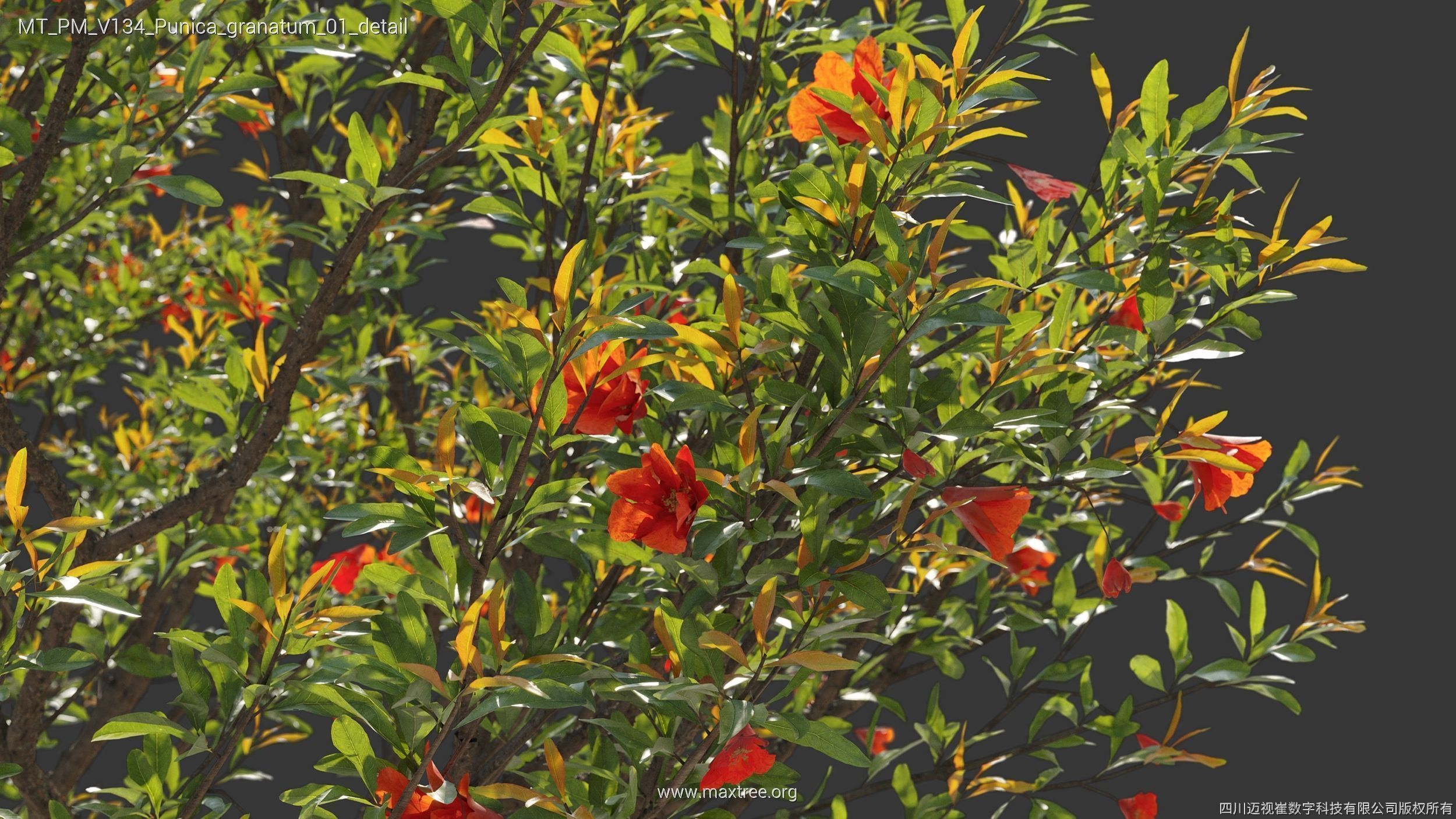 Maxtree Plant Models Vol 134 - Mesh 3D model_36