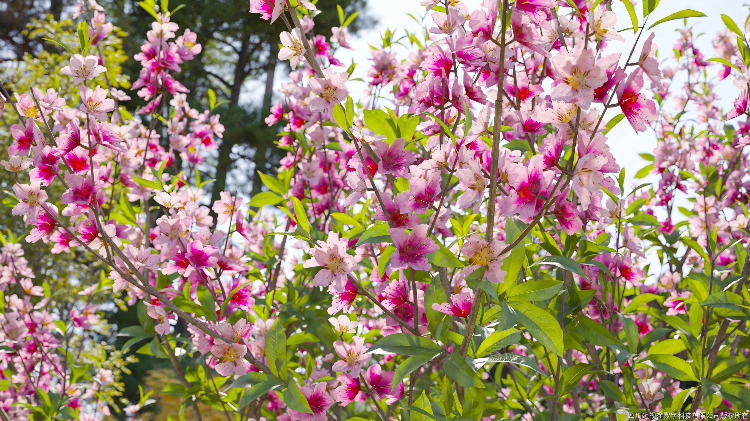 Maxtree Plant Models Vol 134 - Mesh 3D model_2