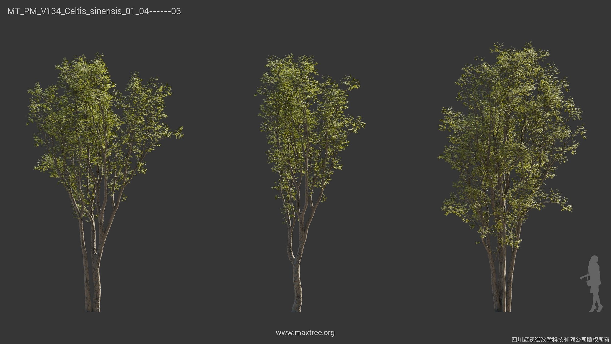Maxtree Plant Models Vol 134 - Mesh 3D model_11