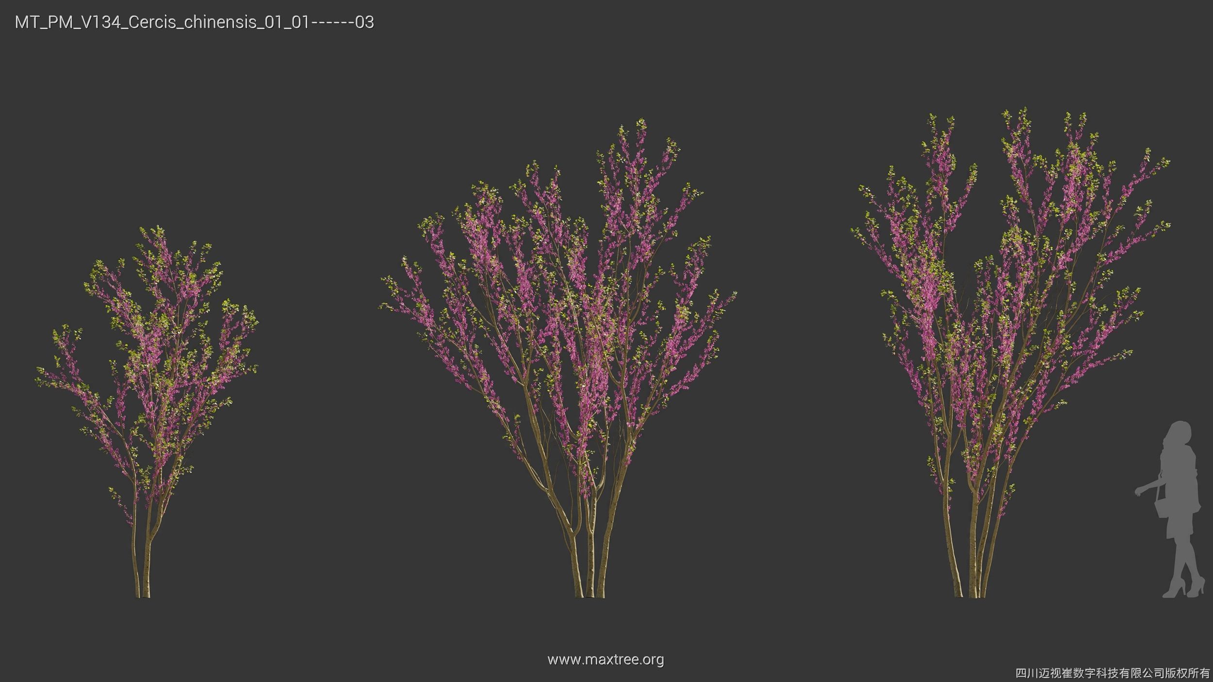Maxtree Plant Models Vol 134 - Mesh 3D model_16