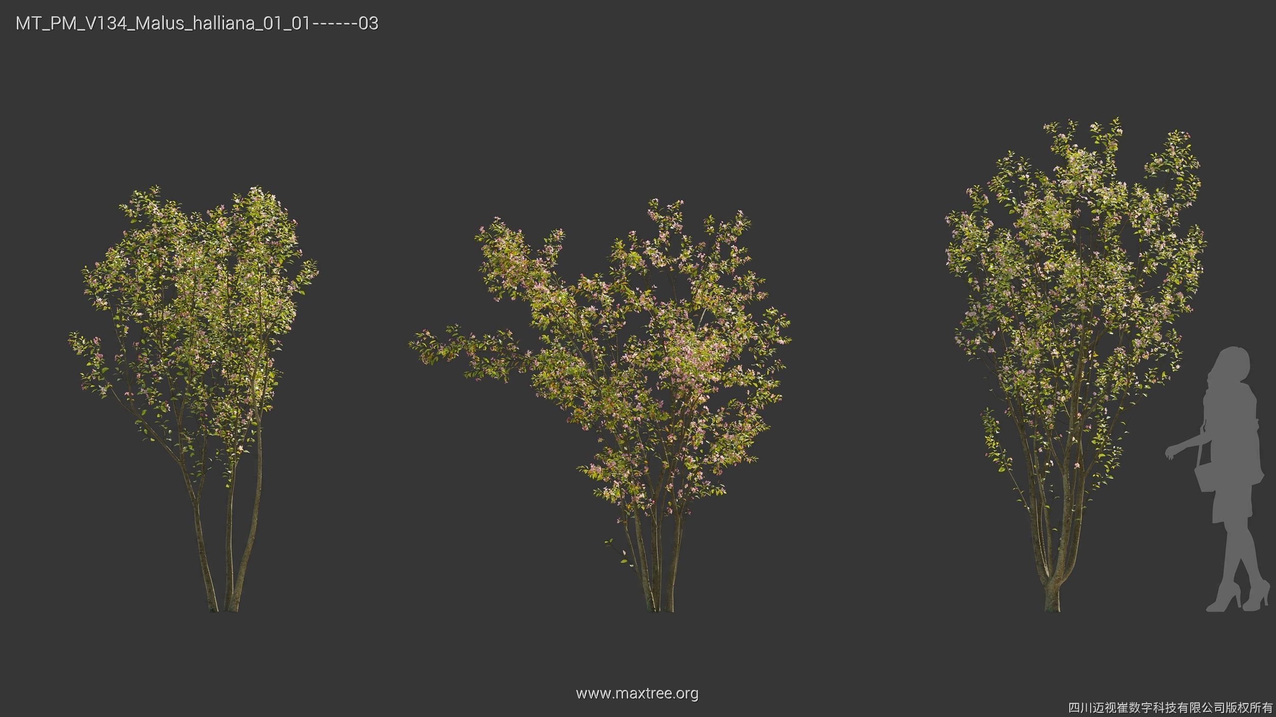 Maxtree Plant Models Vol 134 - Mesh 3D model_22