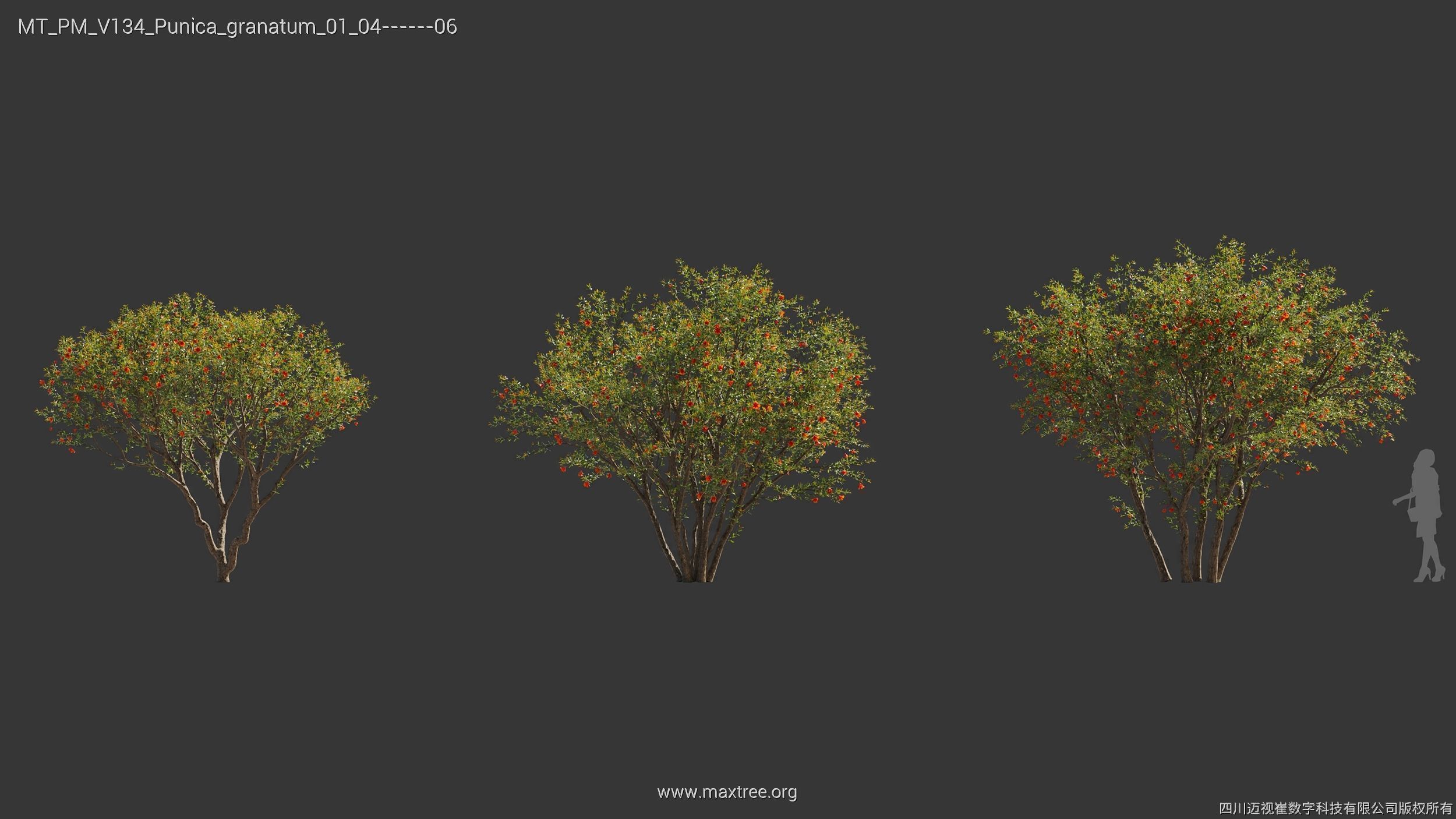 Maxtree Plant Models Vol 134 - Mesh 3D model_35