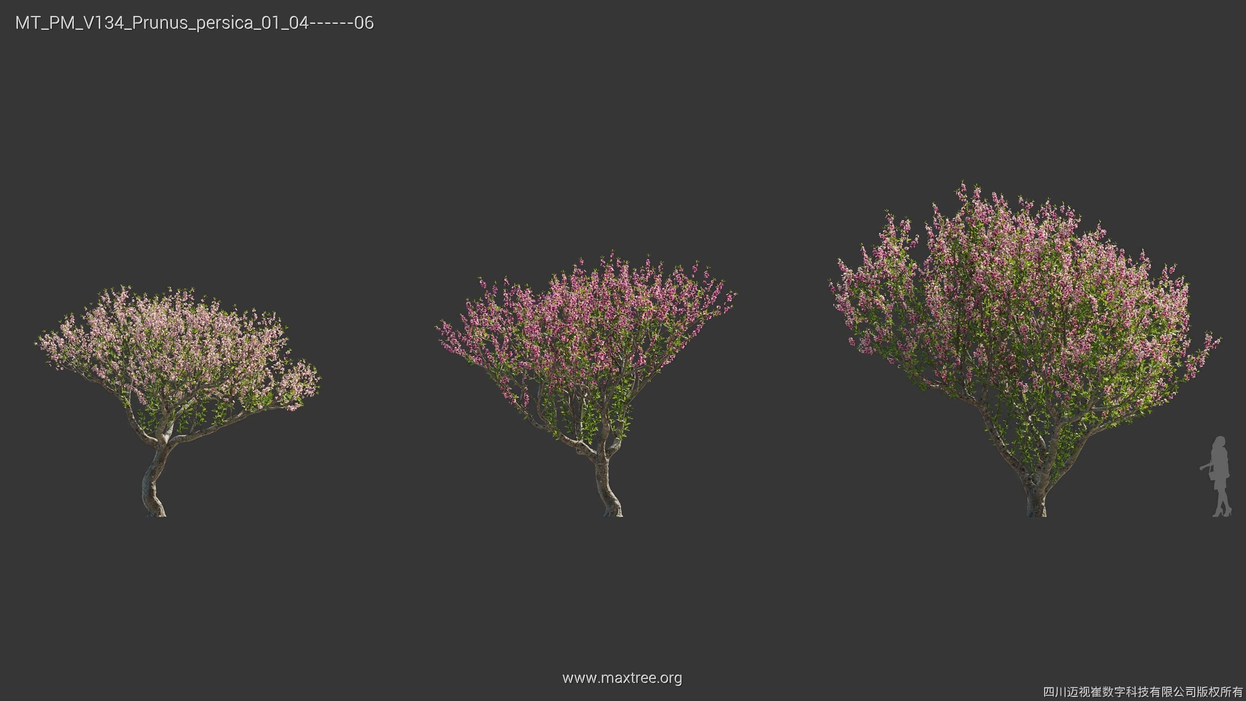 Maxtree Plant Models Vol 134 - Mesh 3D model_32