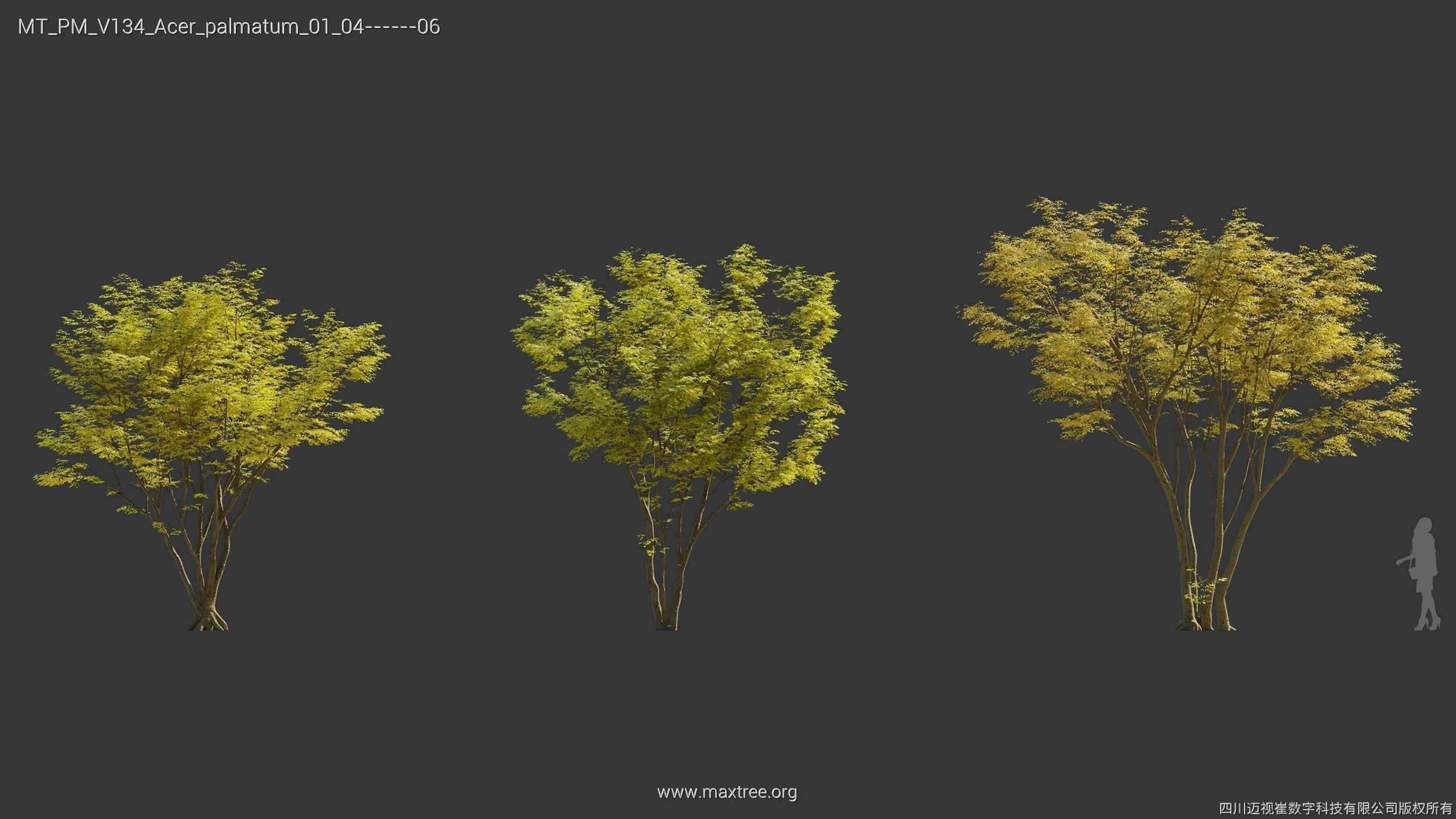 Maxtree Plant Models Vol 134 - Mesh 3D model_5