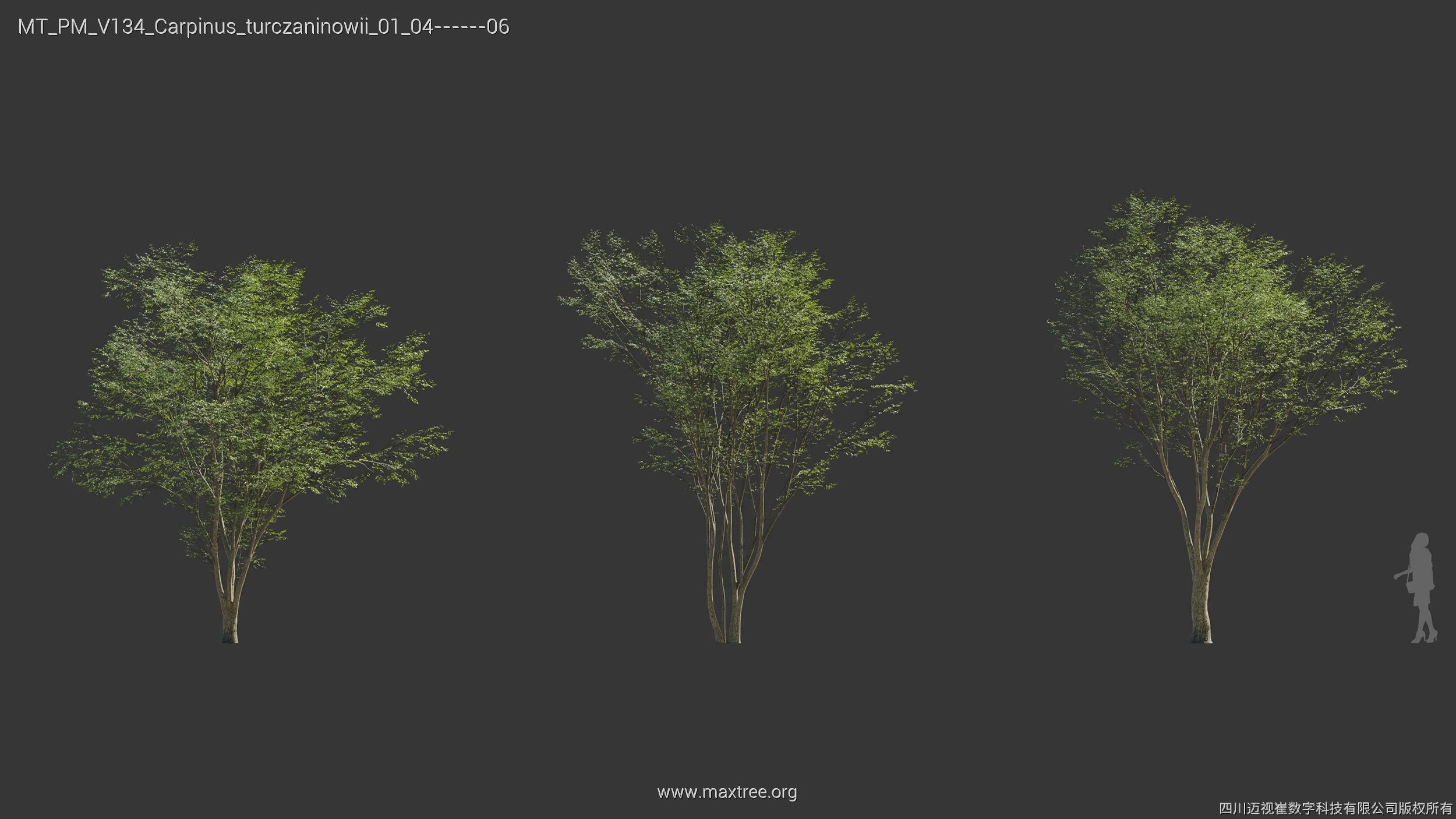 Maxtree Plant Models Vol 134 - Mesh 3D model_8