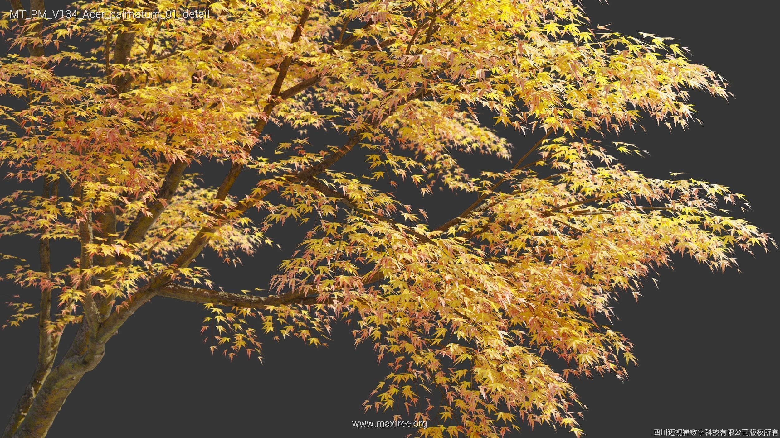 Maxtree Plant Models Vol 134 - Mesh 3D model_6